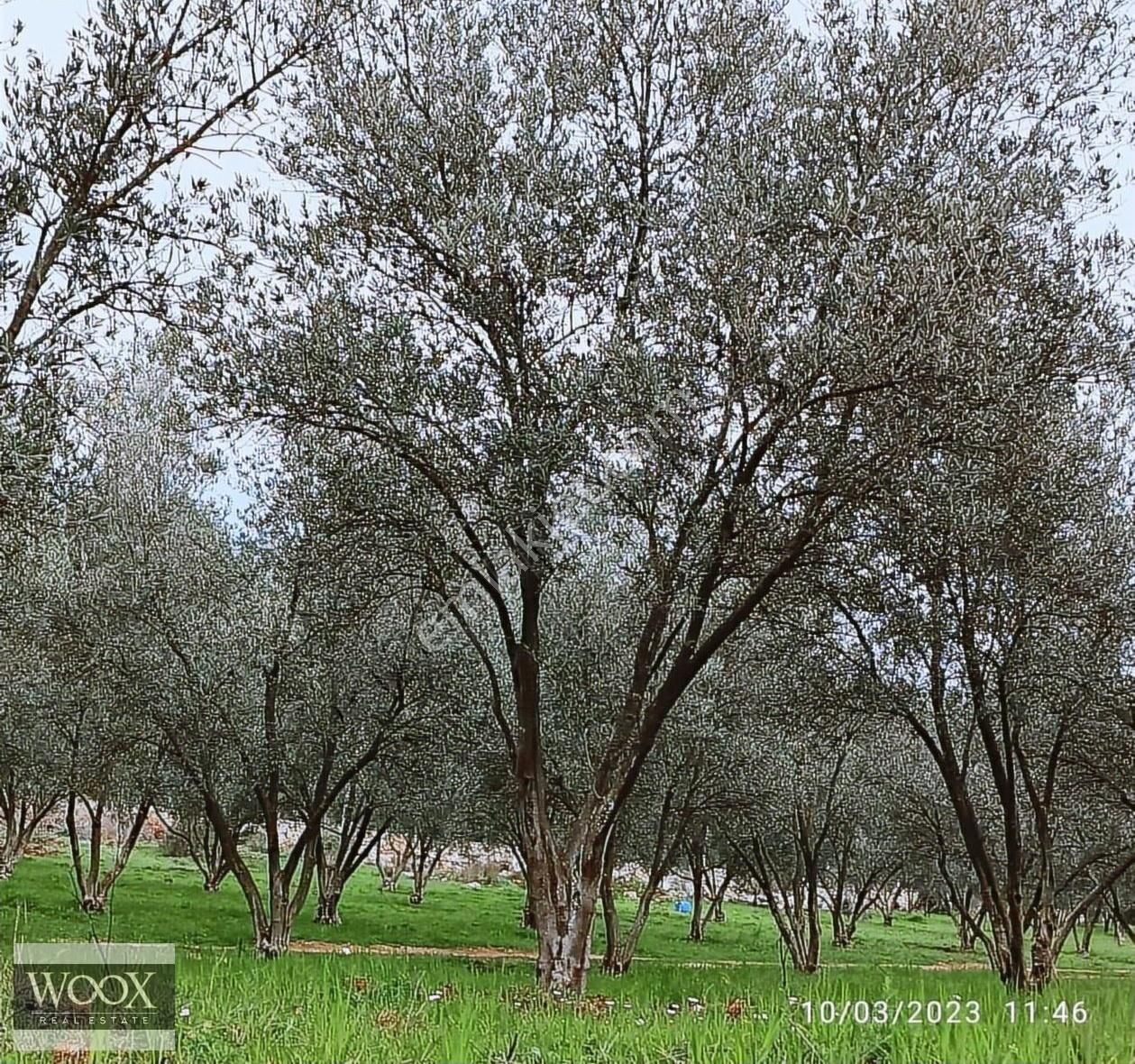 Kuşadası Davutlar Satılık Konut İmarlı Davutlar Merkez 4 Kat İmarlı 4 Dairelik Arsa