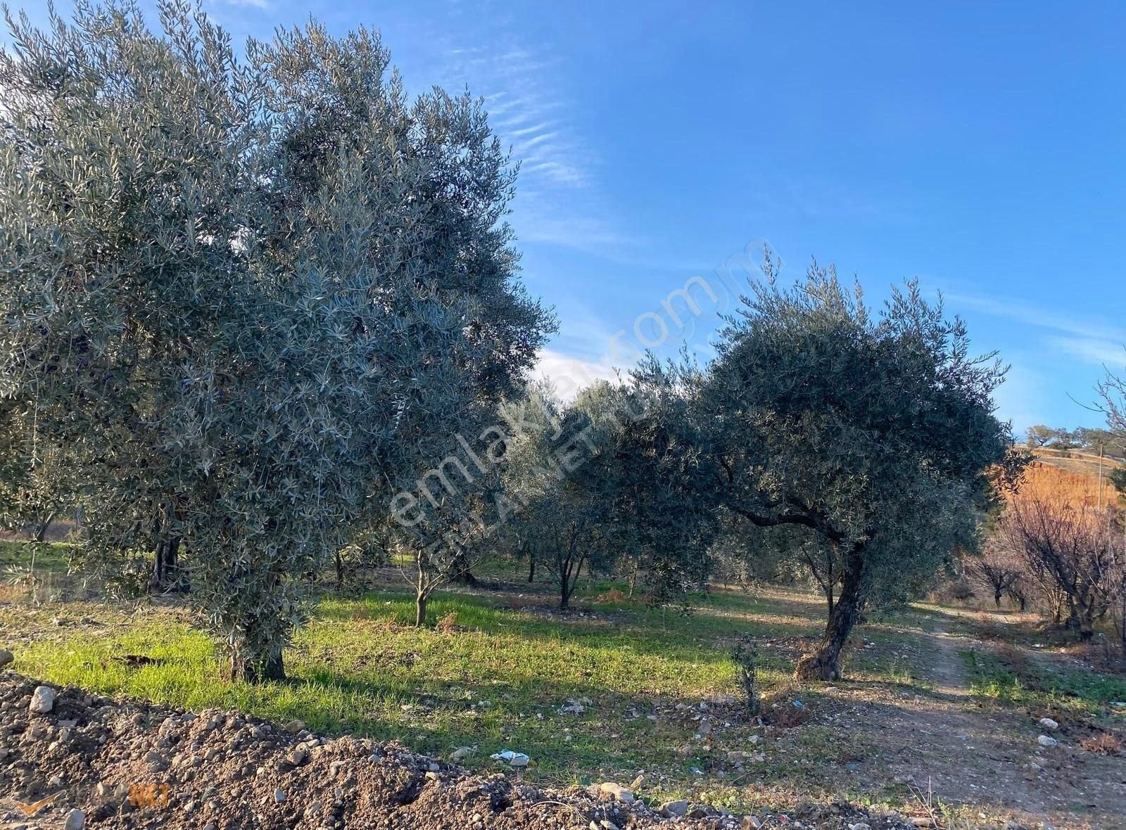 Milas Çamlıca Satılık Tarla Muğla Milas Çamlıca Satılık Tek Tapu Zeytinlik