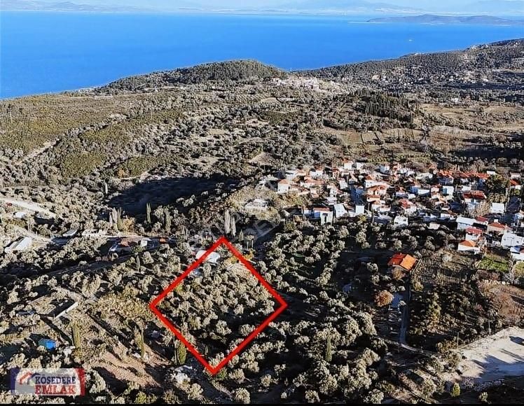 Karaburun Kösedere Satılık Tarla Kösedere Köy İçerisinde Deniz Manzaralı Satılık Tarla