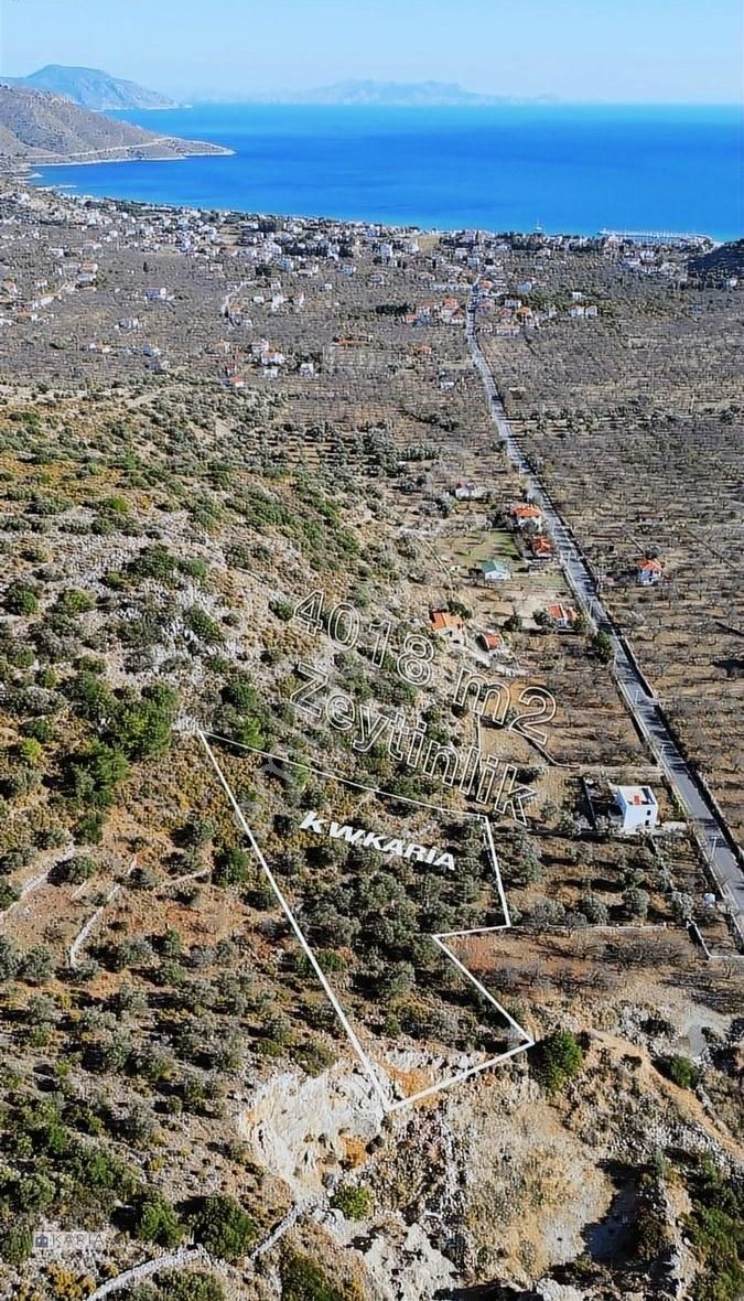 Datça Yaka Satılık Zeytinlik Kw Karıa'dan Datça Palamutbükü'nde Satılık Arazi