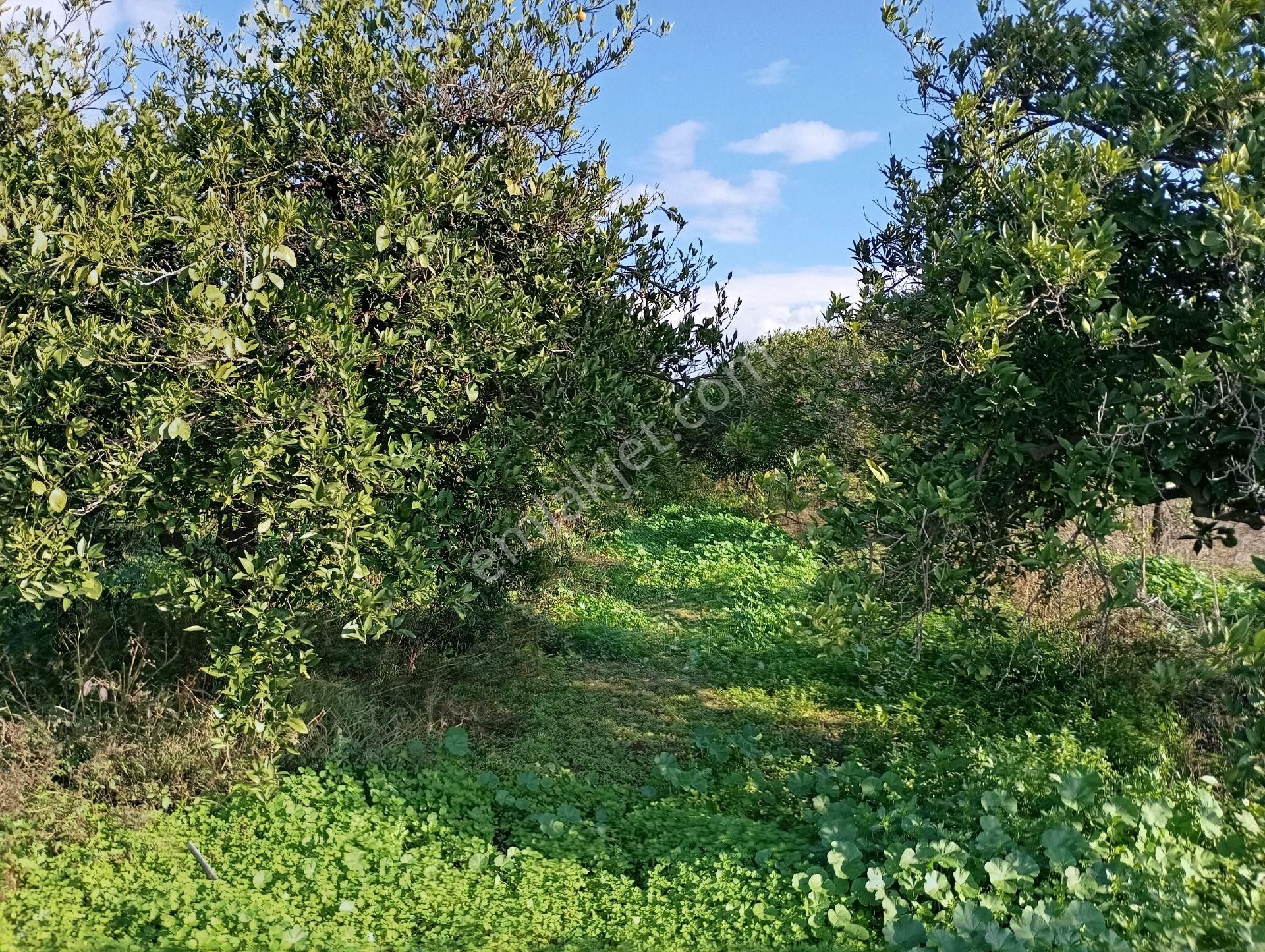 Kuyucak Beşeylül Merkez Satılık Tarla Asfalt Yol Kenarı Yatırımlık Bahçe