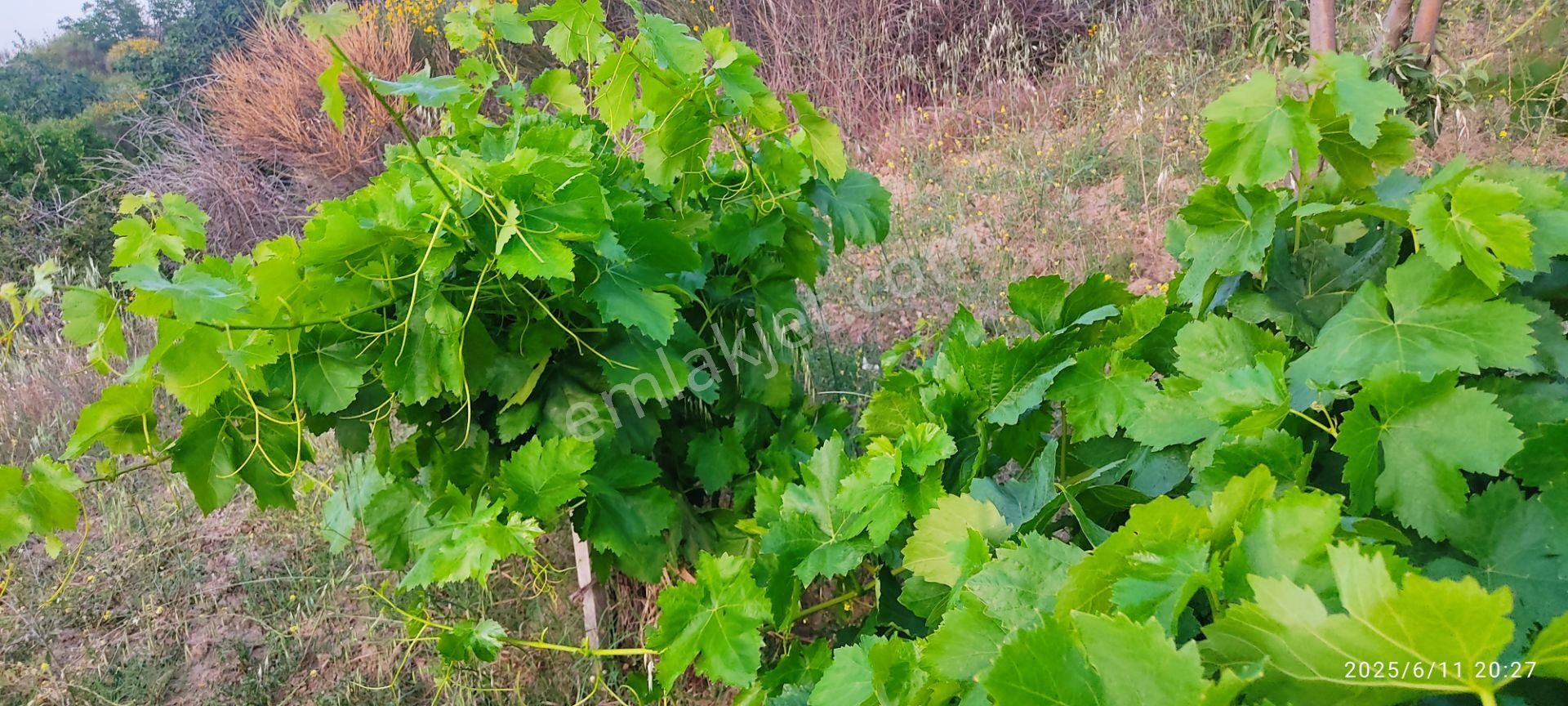 Yağmur Emlaktan Şarköy Çınarlıda Meyve Bahçesi Satılık