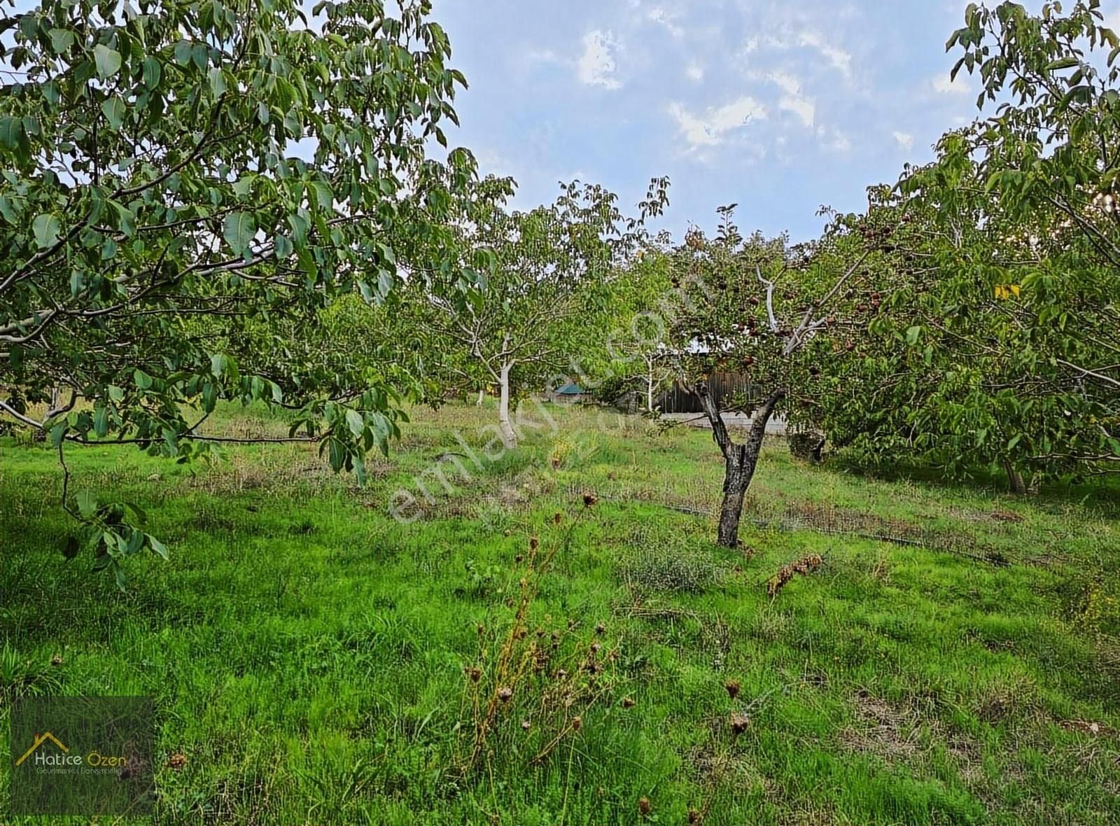 Konyaaltı Geyikbayırı Satılık Bağ & Bahçe Konyaaltı-sinandeğirmeni'nde Satılık 6500m2 Ceviz Bahçesi.