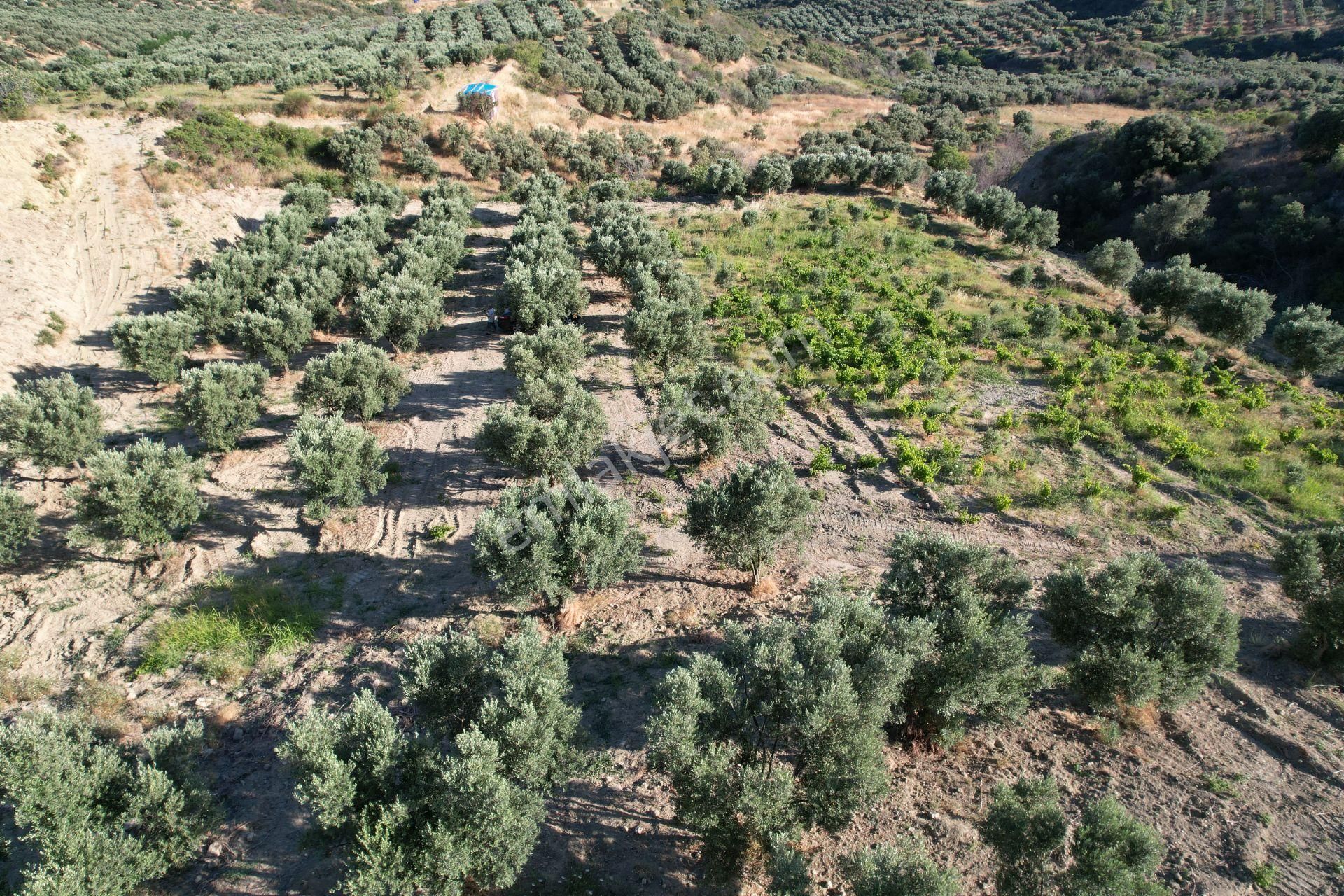 Şarköy Kirazlı Satılık Zeytinlik Yağmur Emlaktan Kirazlıda 8,200 M Zeytinlik Ve Üzüm Bağı Satılık