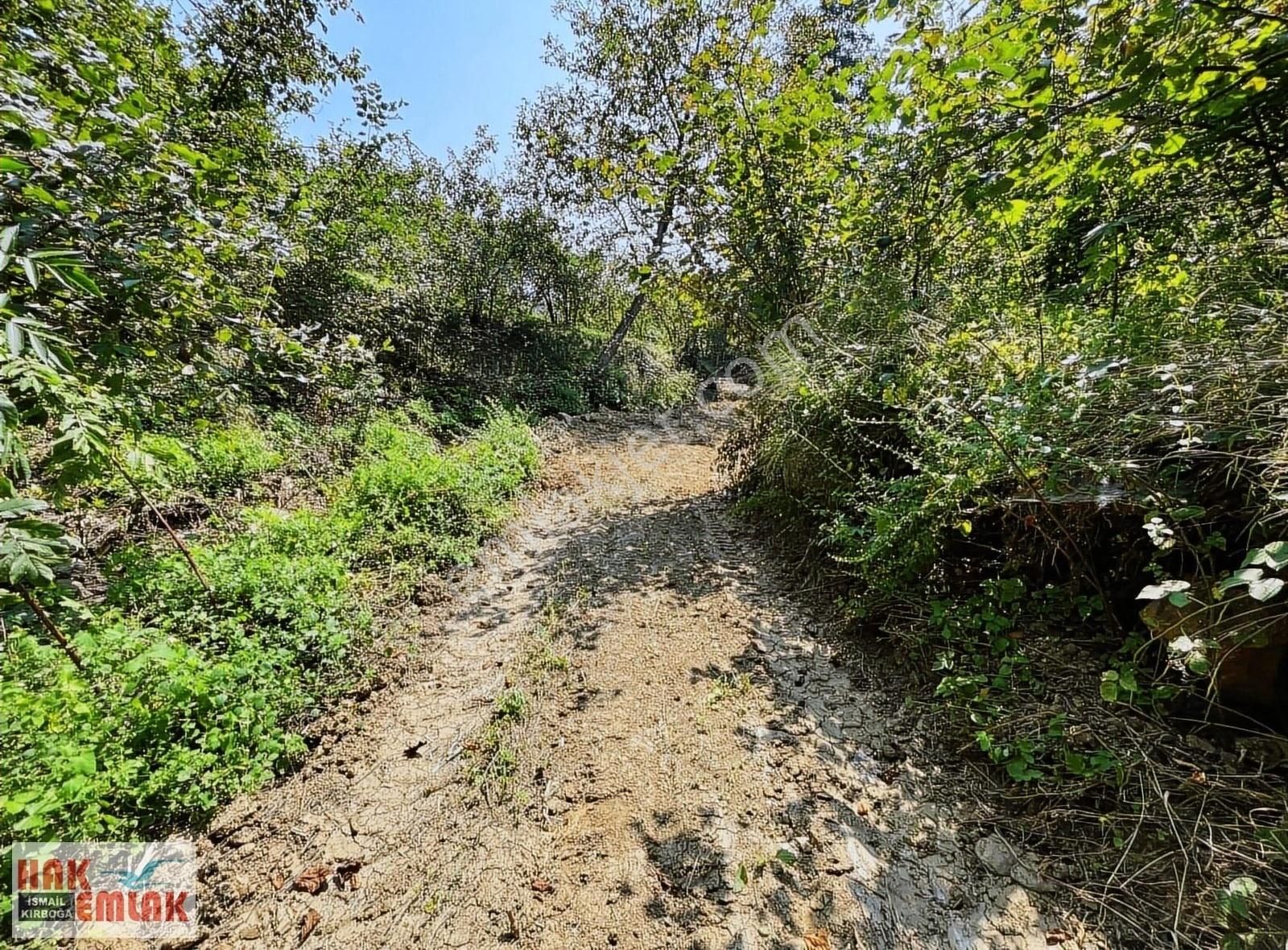 Düzce Merkez Osmanca Köyü Satılık Tarla Osmanca Köyünde Emsalsiz Konumda Çok Acil Satılık Fındıklık