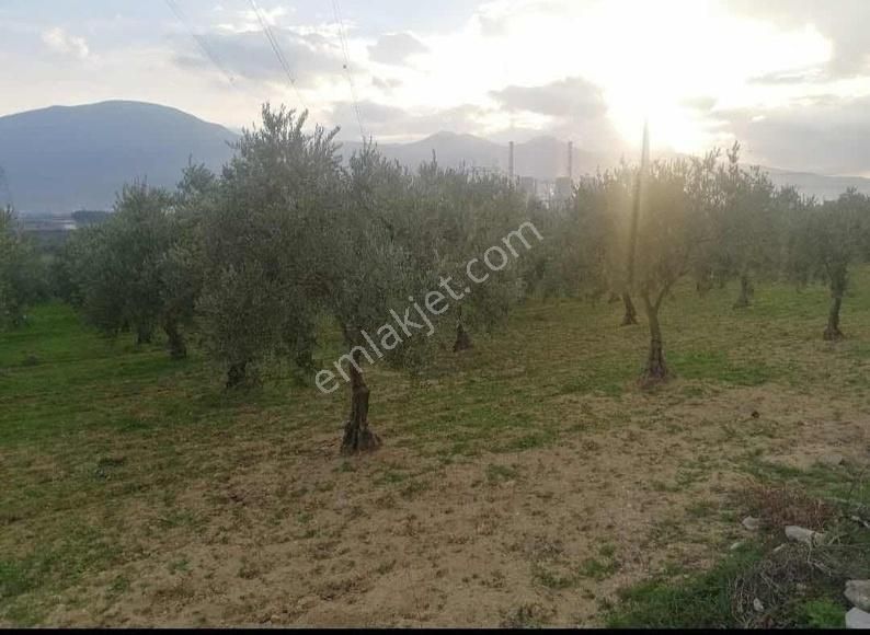 Soma Yırca Satılık Tarla Yırcada Mükemmel Zeytinlik !!