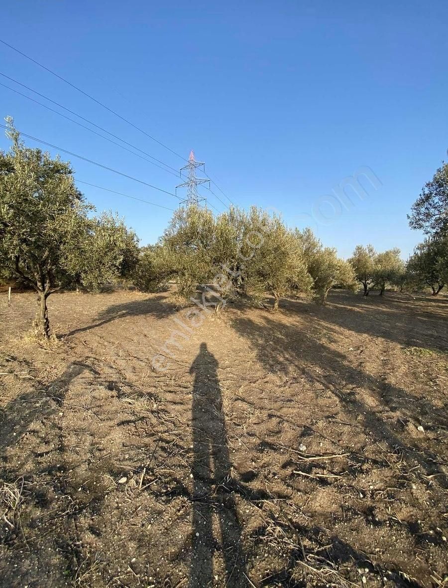 Soma Dualar Satılık Tarla Savaştepe Yol Çatı Yakını Muhteşem Hobi Bahçesi