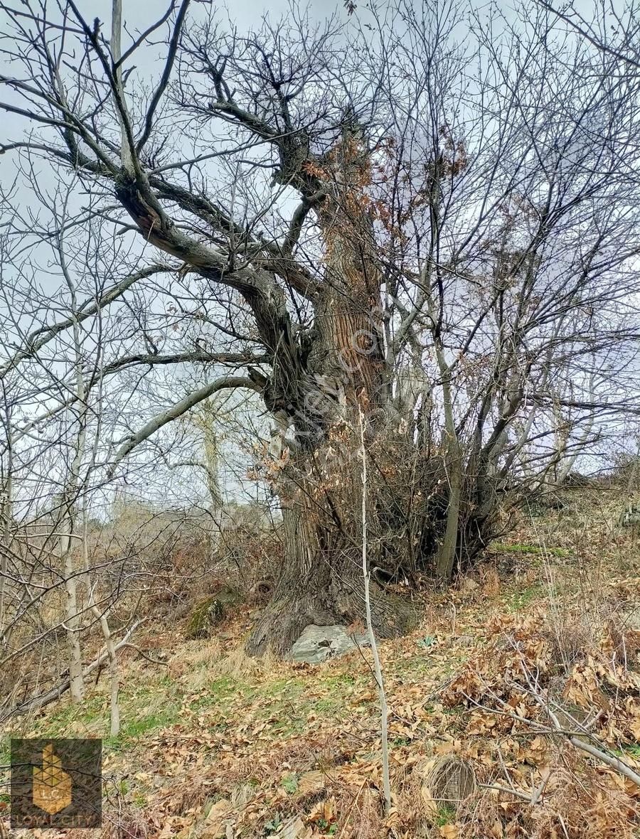 Osmangazi Kirazlı Satılık Tarla Bursa Osmangazi Kirazlı'da Satılık Tarla/acil