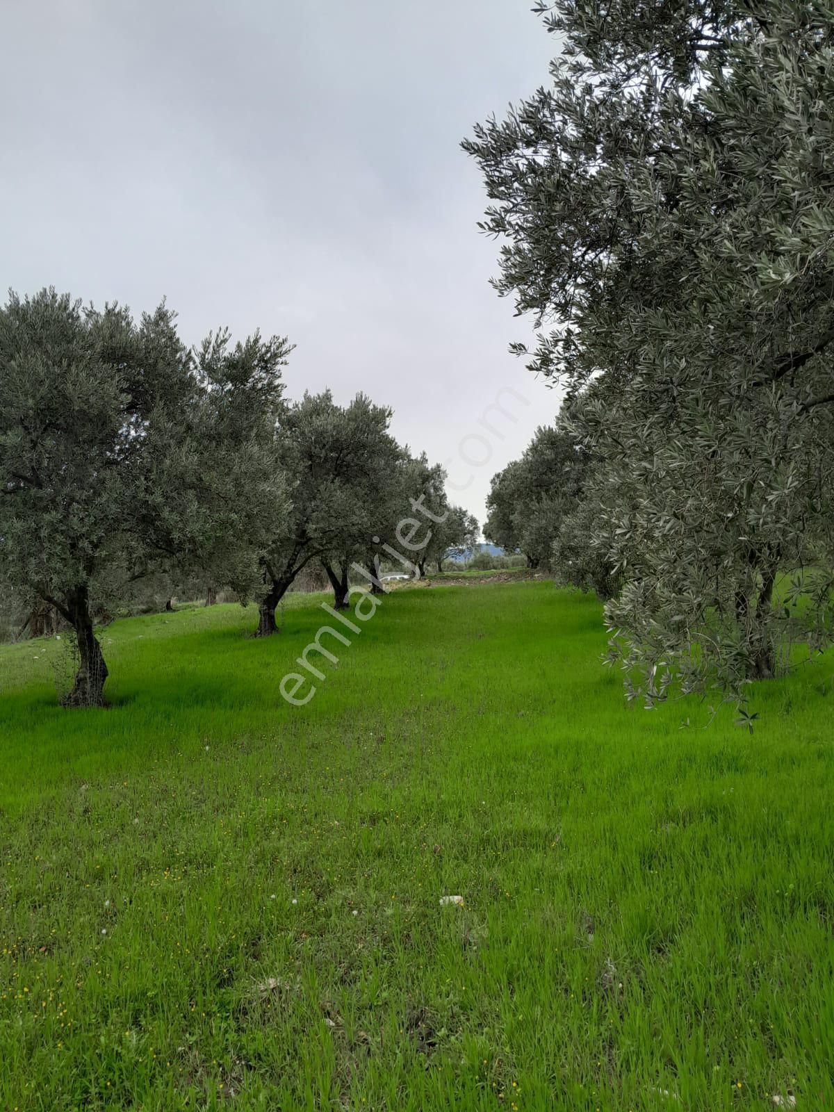 Manisa Akhisar Süleymanköy De 250 M2 Tek Tapu Zeytinlik - Görsel 3