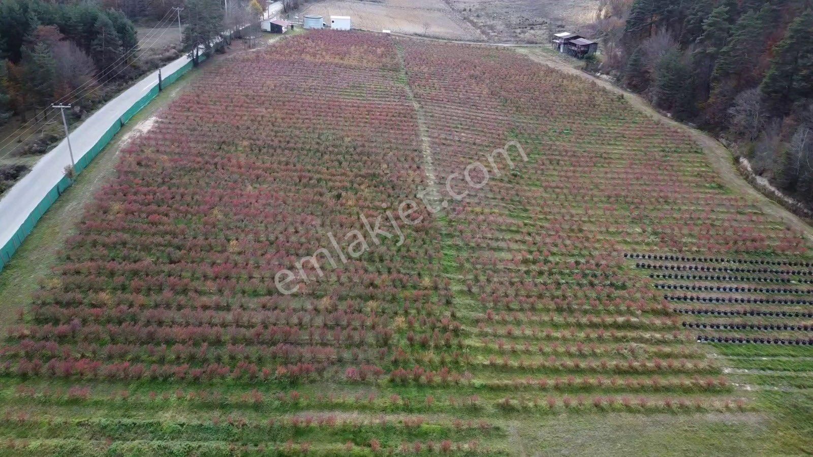 İznik Candarlı Satılık Bağ & Bahçe İznik Candarlı Da Satılık Yaban Mersini Tesisi Ve Tarlası