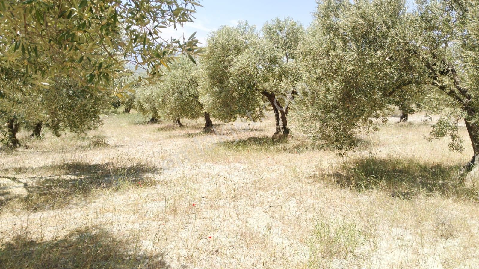 Saruhanlı Pınarbaşı Satılık Zeytinlik Uzun Emlak'tan Saruhanlı Pınarbaşında Muhteşem Zeytinlik