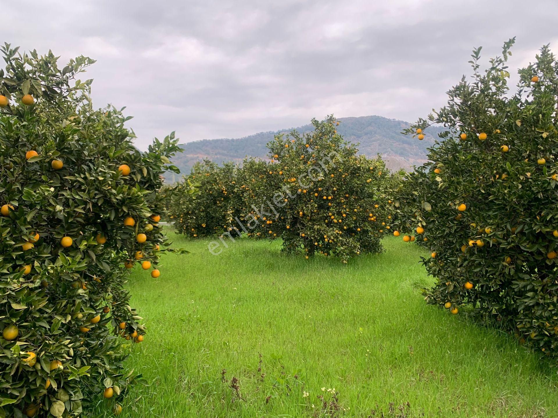 Ortaca Mergenli Satılık Tarla Ortaca Mergenlide 5134 M2 Narenciye Bahçesi Satılık