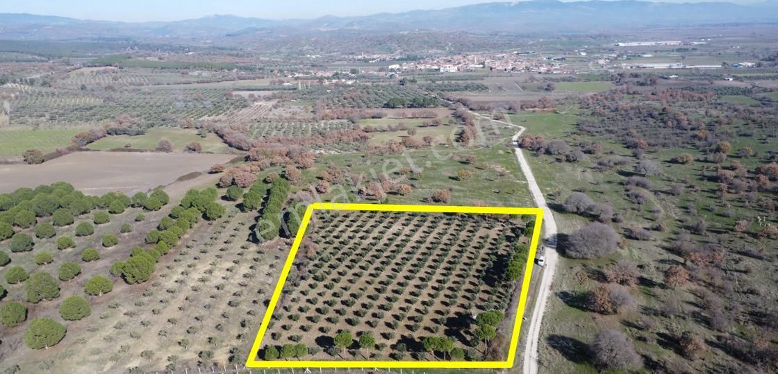 Bergama Ahmetbeyler Satılık Arazi Yolu Ve Suyu Olan 5400m2 Satılık Zeytinlik