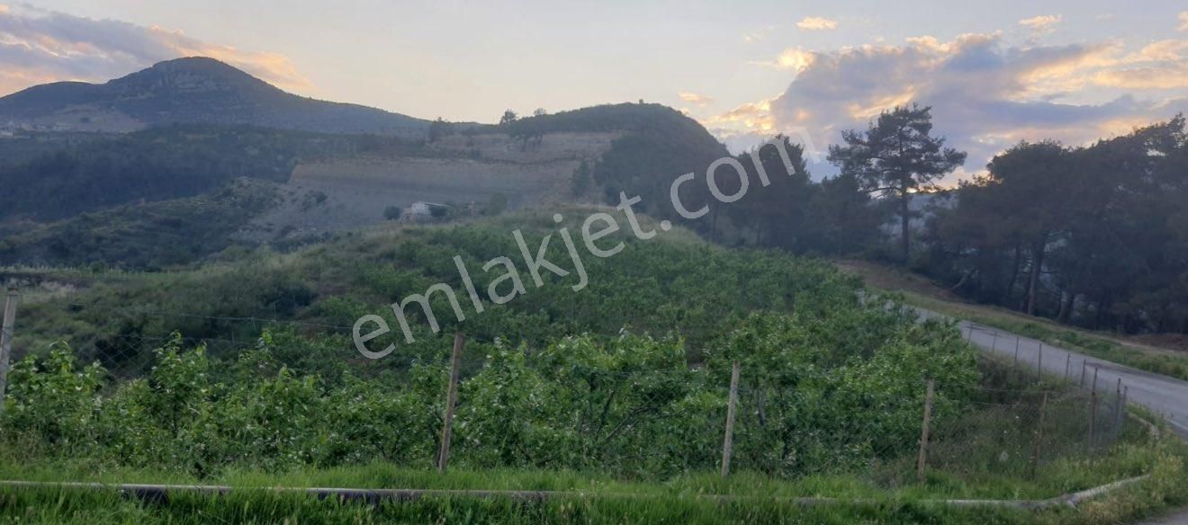 Toroslar Musalı Satılık Tarla Derya Emlak’tan Toroslar Musalıda Narenciye Bahçesi