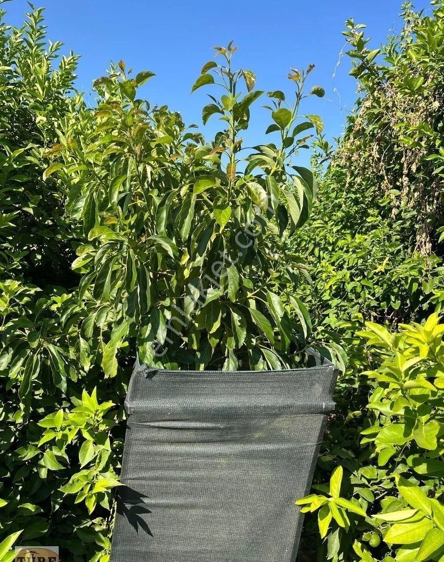 Silifke Atik Satılık Bağ & Bahçe Türe Gayrimenkulden Silifke Atik Mahallesi’nde Satılık Limon Ve Avokado Bahçesi