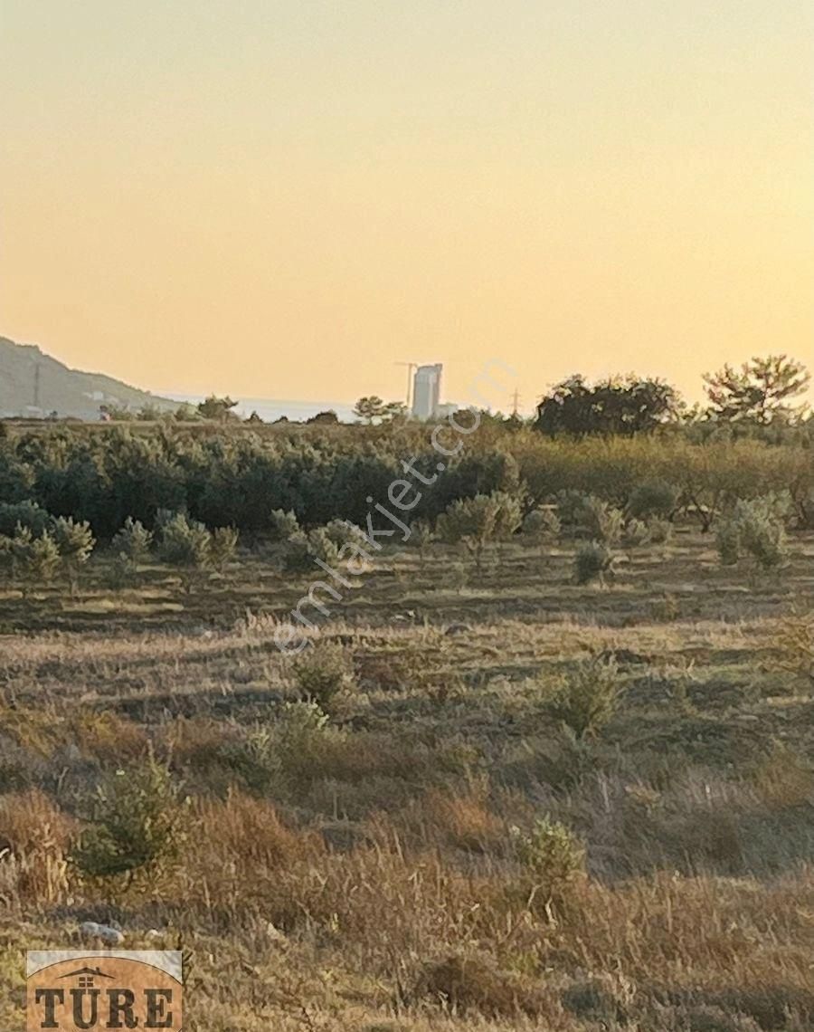 Silifke Işıklı Satılık Tarla Türe Gayrimenkulden Silifke Işıklıda Satılık Tarla