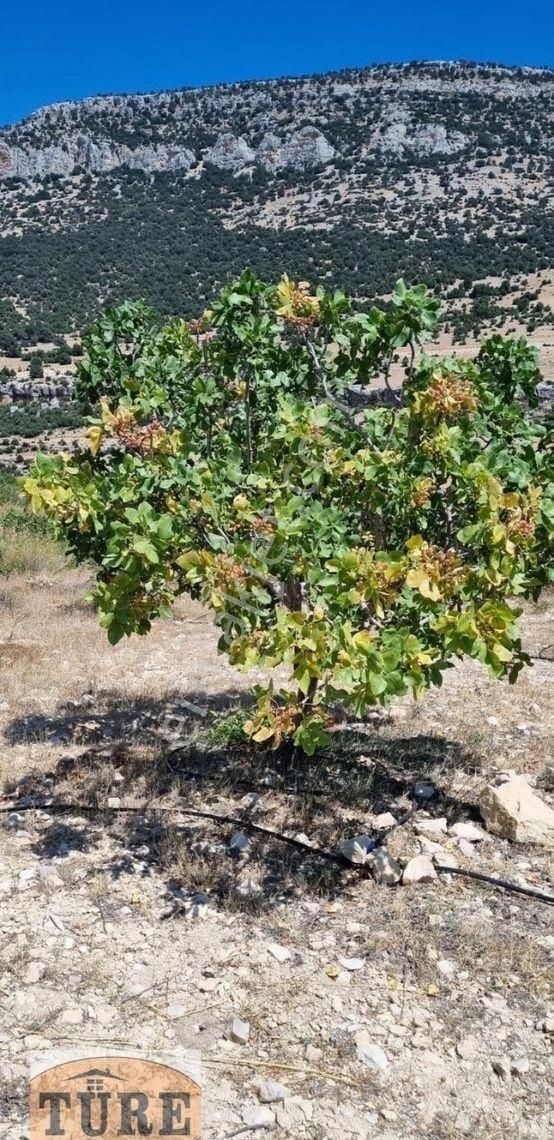 Mut Çömelek Satılık Bağ & Bahçe Türe Gayrimenkulden Mut Çömelekte Satılık Bahçe