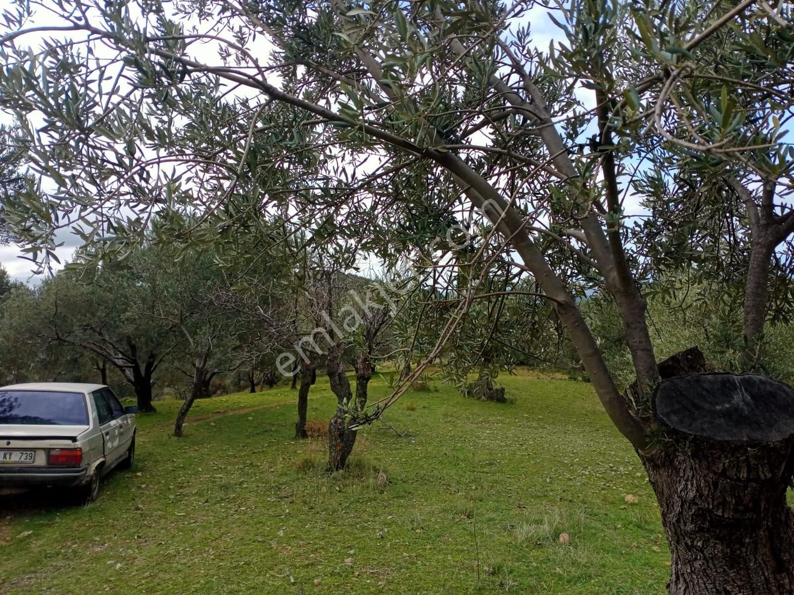 ✨ Balıkesir Havran Tepeoba Da Satılık 714 M2 Fırsat Zeytinlik✨ - Görsel 5