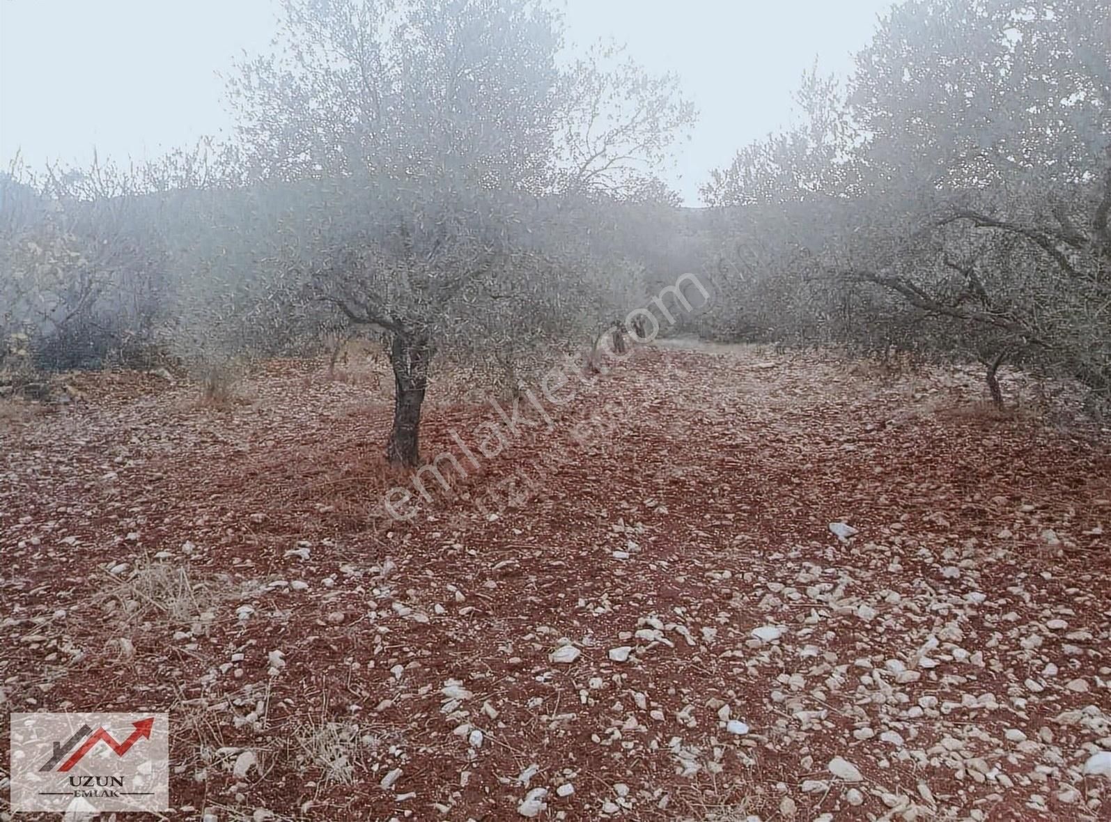 Saruhanlı Sarısığırlı Satılık Zeytinlik Uzun Emlak'tan Satılık Zeytinlik ( Köye 200 Metre Mesafede)