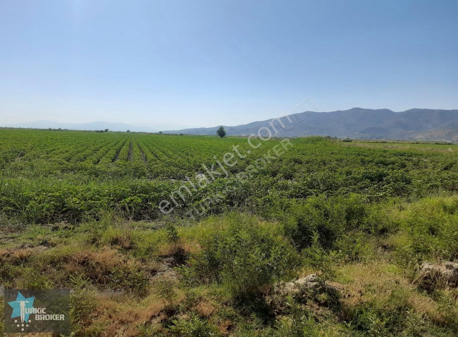 Koçarlı Sobuca Satılık Tarla Turkic Borkerdan Tarıma Elverişli Sulak 48.000m2 Pamuk Tarlası