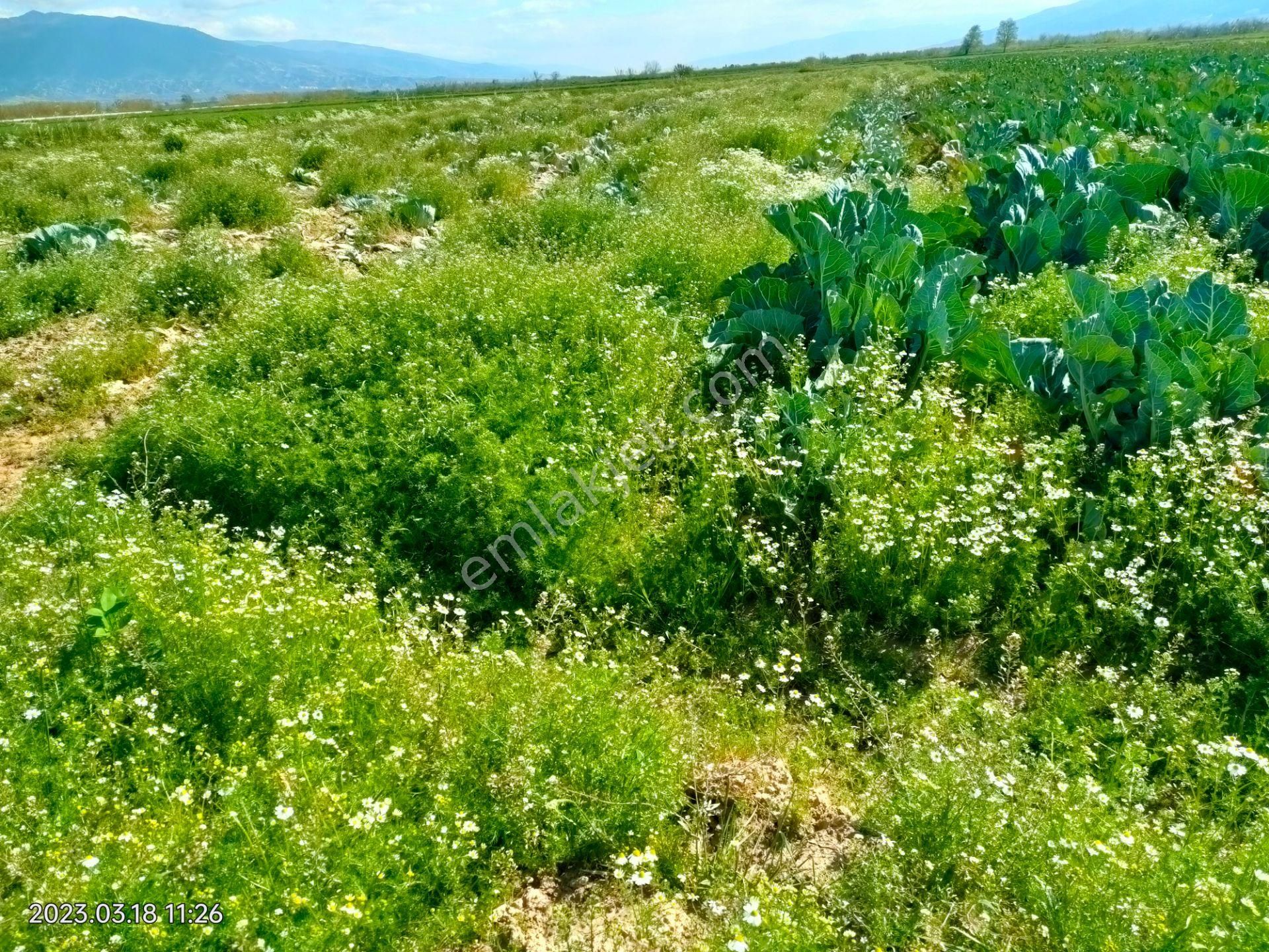 Sümer Mah De Satılık Sulak Ve Verimli Tarla - Görsel 8