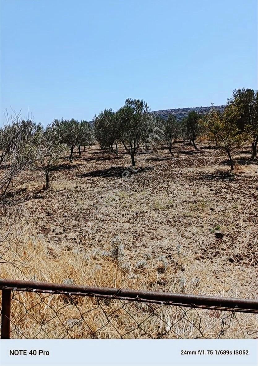 Foça Yenibağarası Satılık Tarla Yenibağarası Kadastral Yola Cepheli 110 Ağaçlı Zeytinlik...