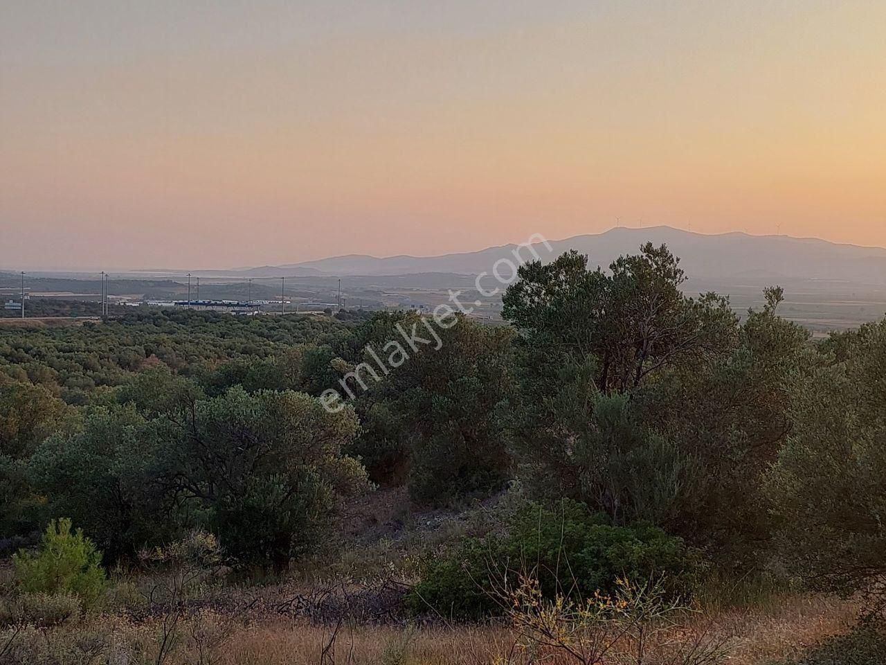 Bergama Zeytindağ.da Deniz Manzaralı Satılık 5857m2 Zeytinlik - Görsel 4