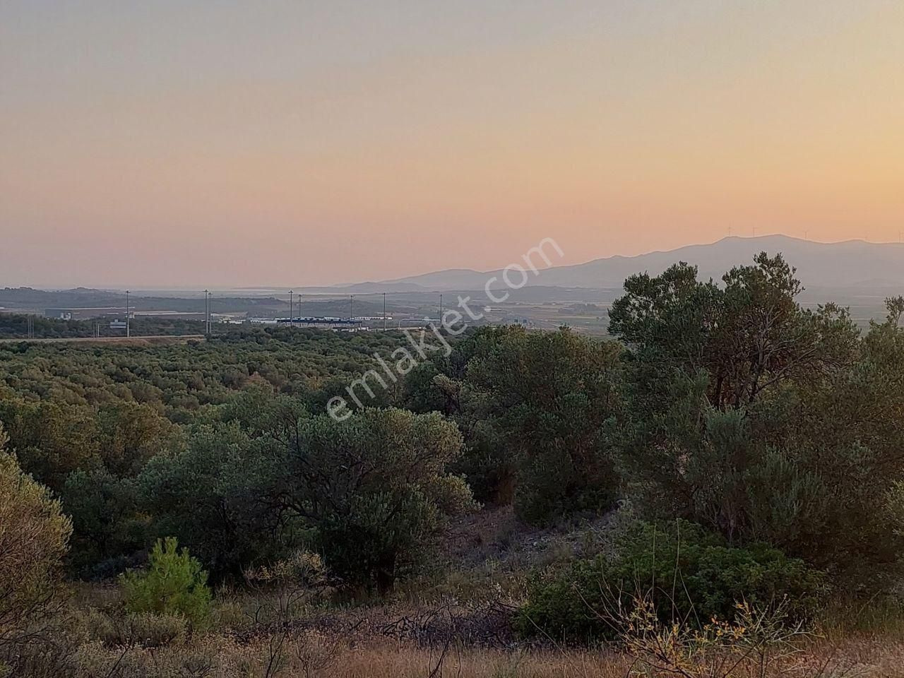 Bergama Zeytindağ Satılık Zeytinlik Bergama Zeytindağ.da Deniz Manzaralı Satılık 5857m2 Zeytinlik