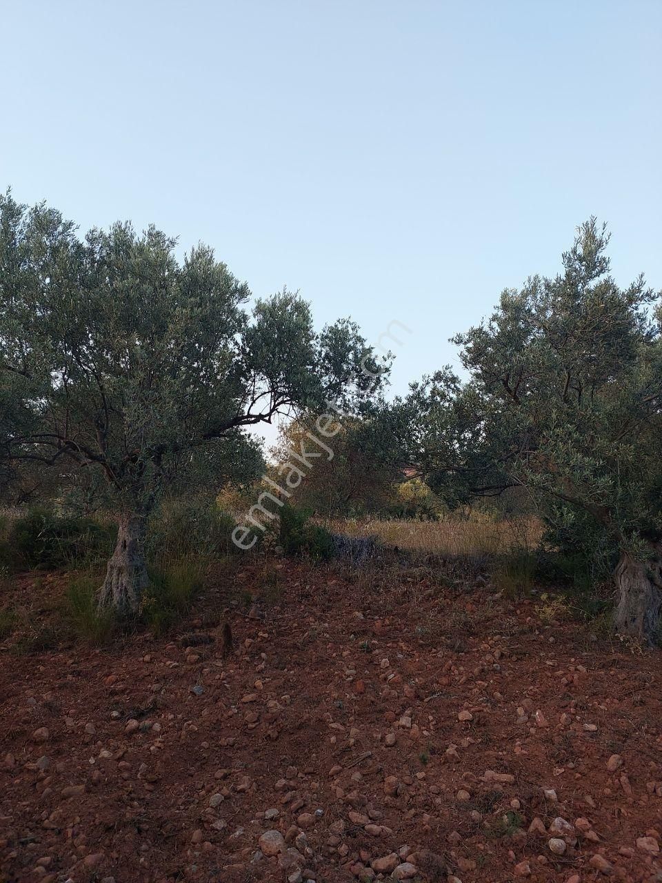 Bergama Zeytindağ.da Deniz Manzaralı Satılık 5857m2 Zeytinlik - Görsel 11
