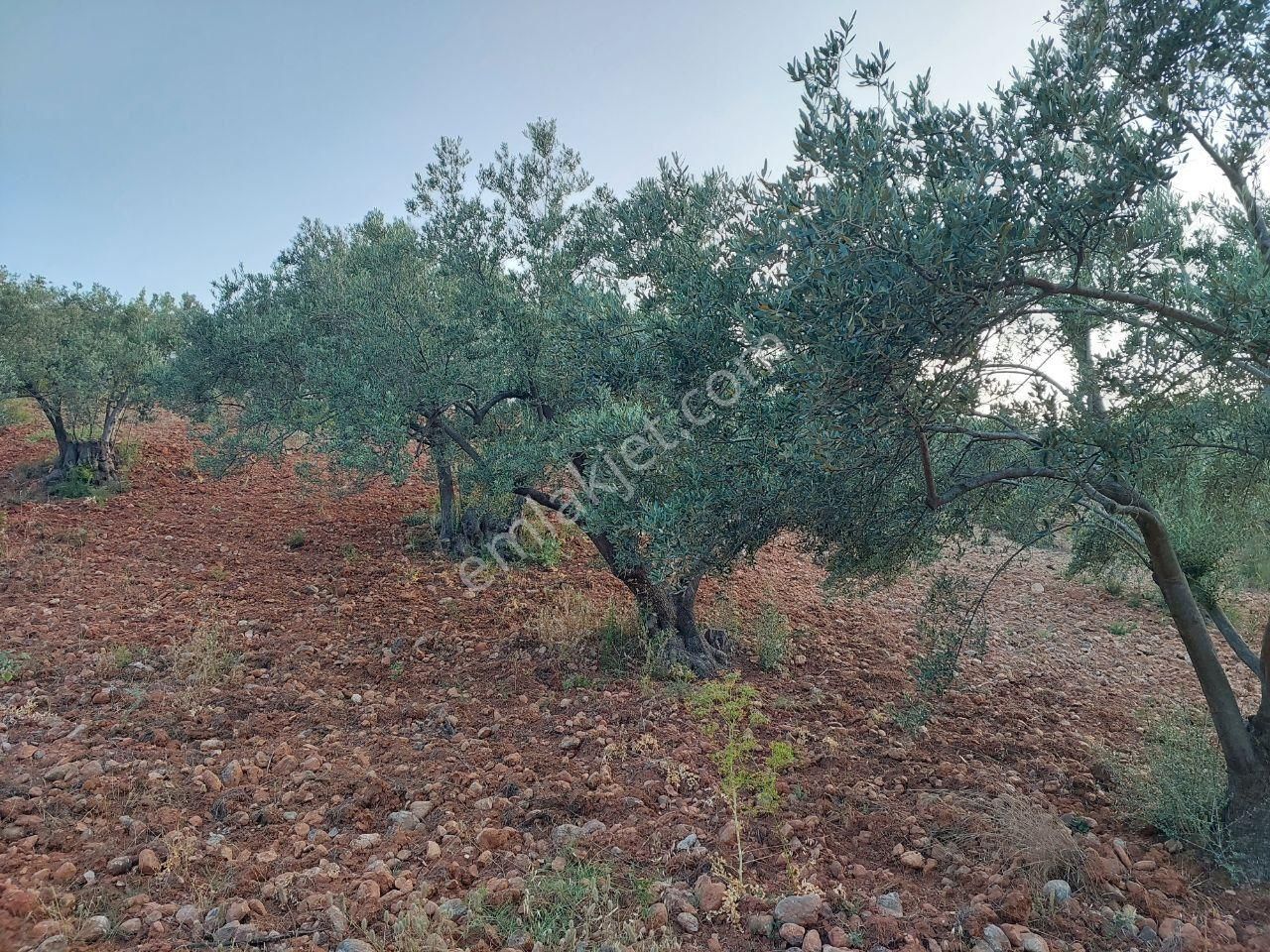Bergama Zeytindağ.da Deniz Manzaralı Satılık 5857m2 Zeytinlik - Görsel 5