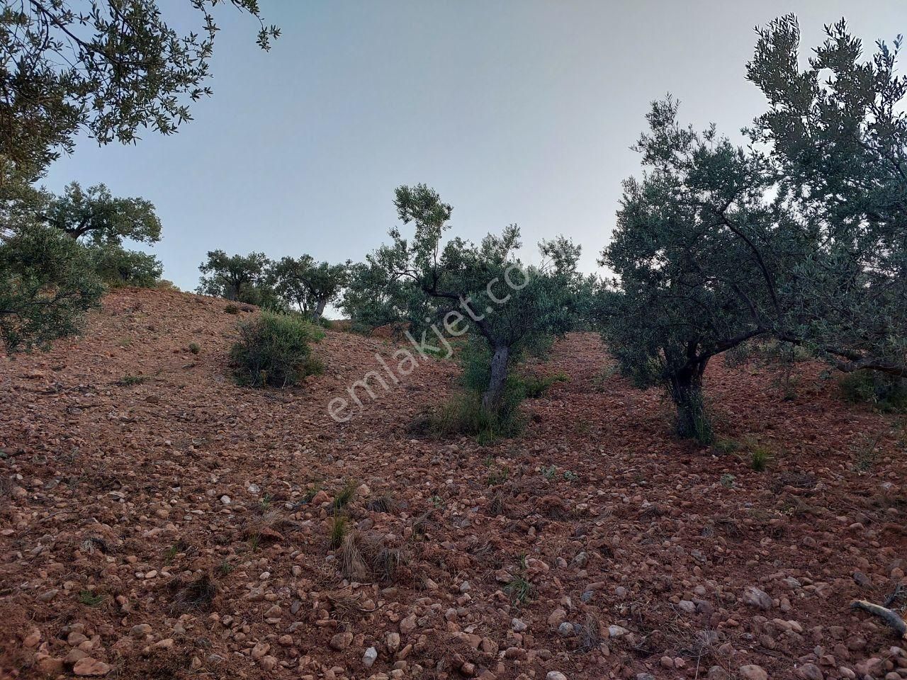 Bergama Zeytindağ.da Deniz Manzaralı Satılık 5857m2 Zeytinlik - Görsel 16