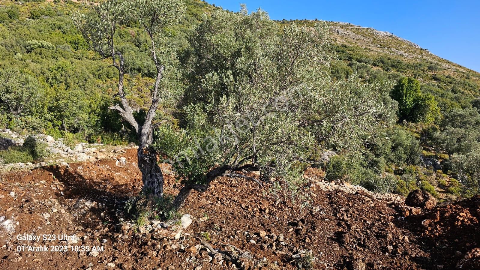 Seydikemer İzzettinköy Satılık Tarla Hak Emlak'tan Satılık Seydikemer İzzettin Mahallesi'nde Tarla