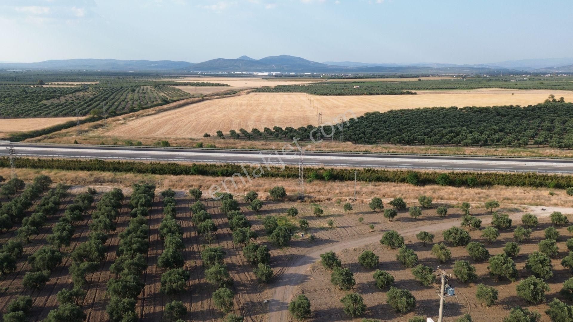 Akhisar Dayıoğlunda Satılık 6210 M2 Satılık Zeytinlik - Görsel 6