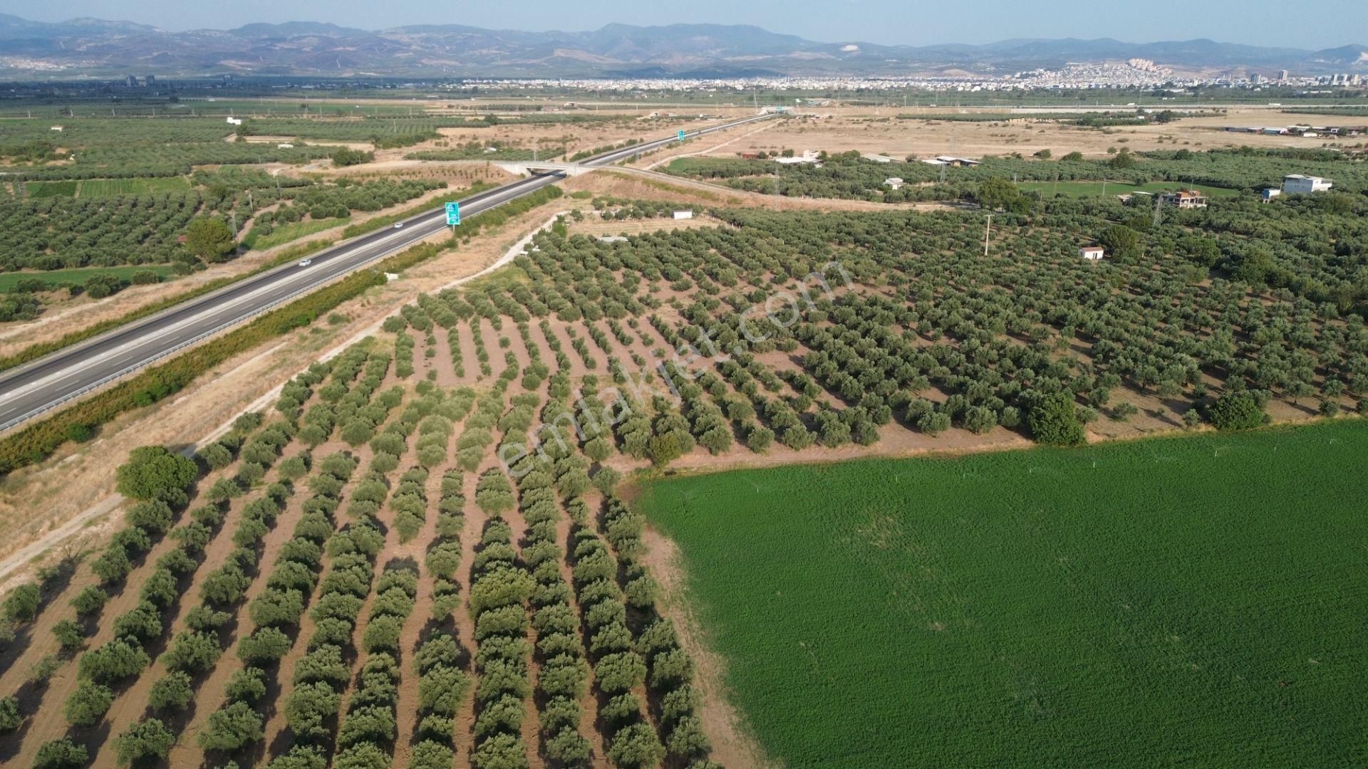 Akhisar Dayıoğlunda Satılık 6210 M2 Satılık Zeytinlik - Görsel 3