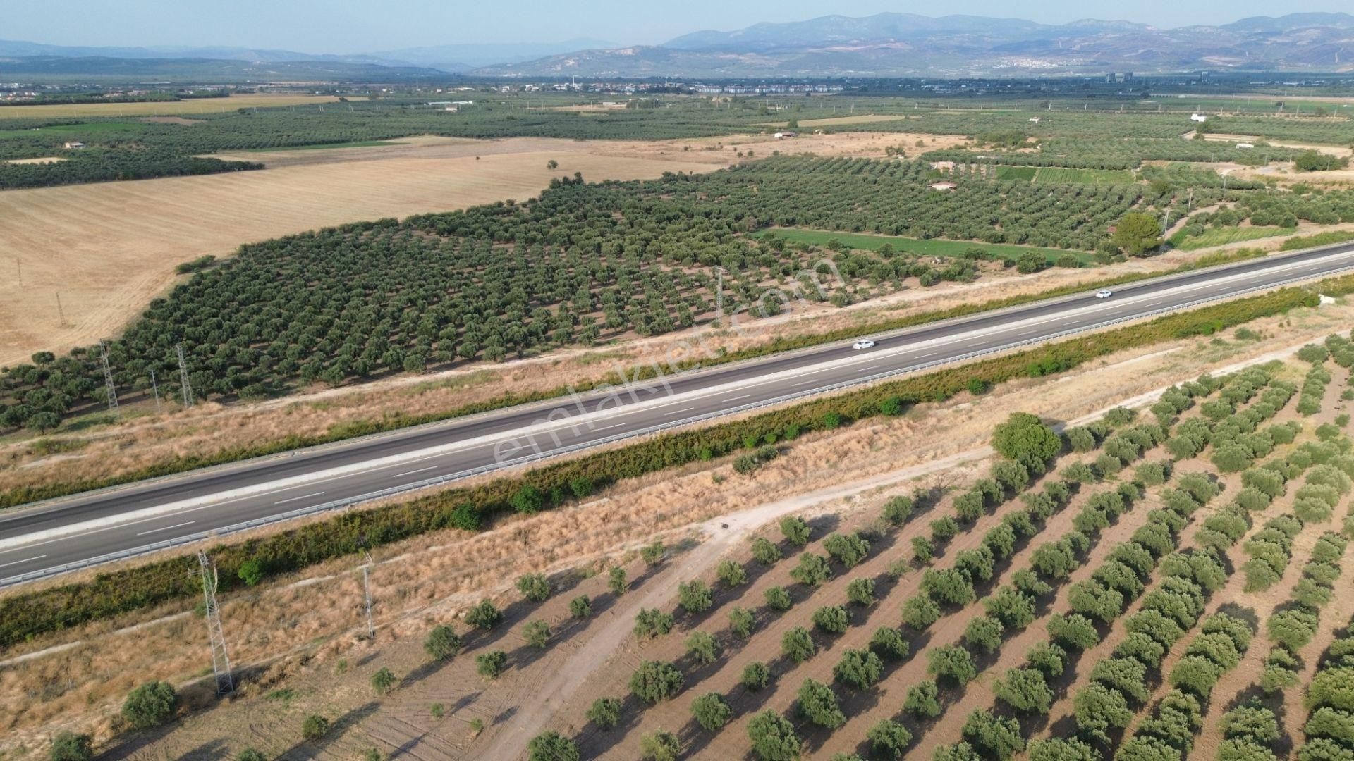 Akhisar Dayıoğlunda Satılık 6210 M2 Satılık Zeytinlik - Görsel 7