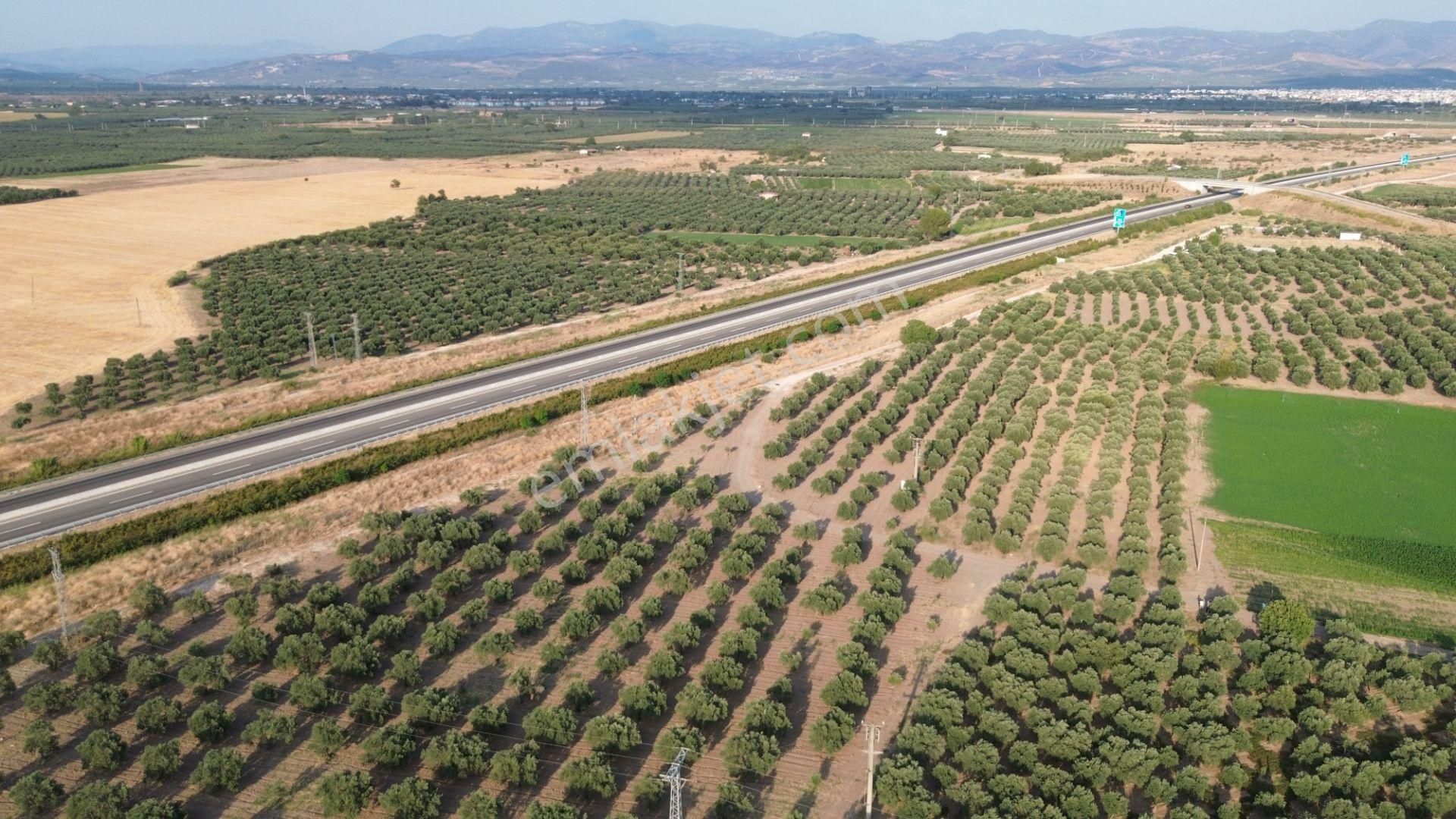 Akhisar Dayıoğlunda Satılık 6210 M2 Satılık Zeytinlik - Görsel 5