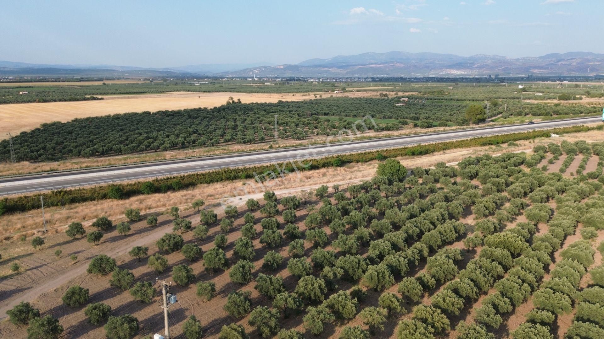 Akhisar Dayıoğlunda Satılık 6210 M2 Satılık Zeytinlik - Görsel 4