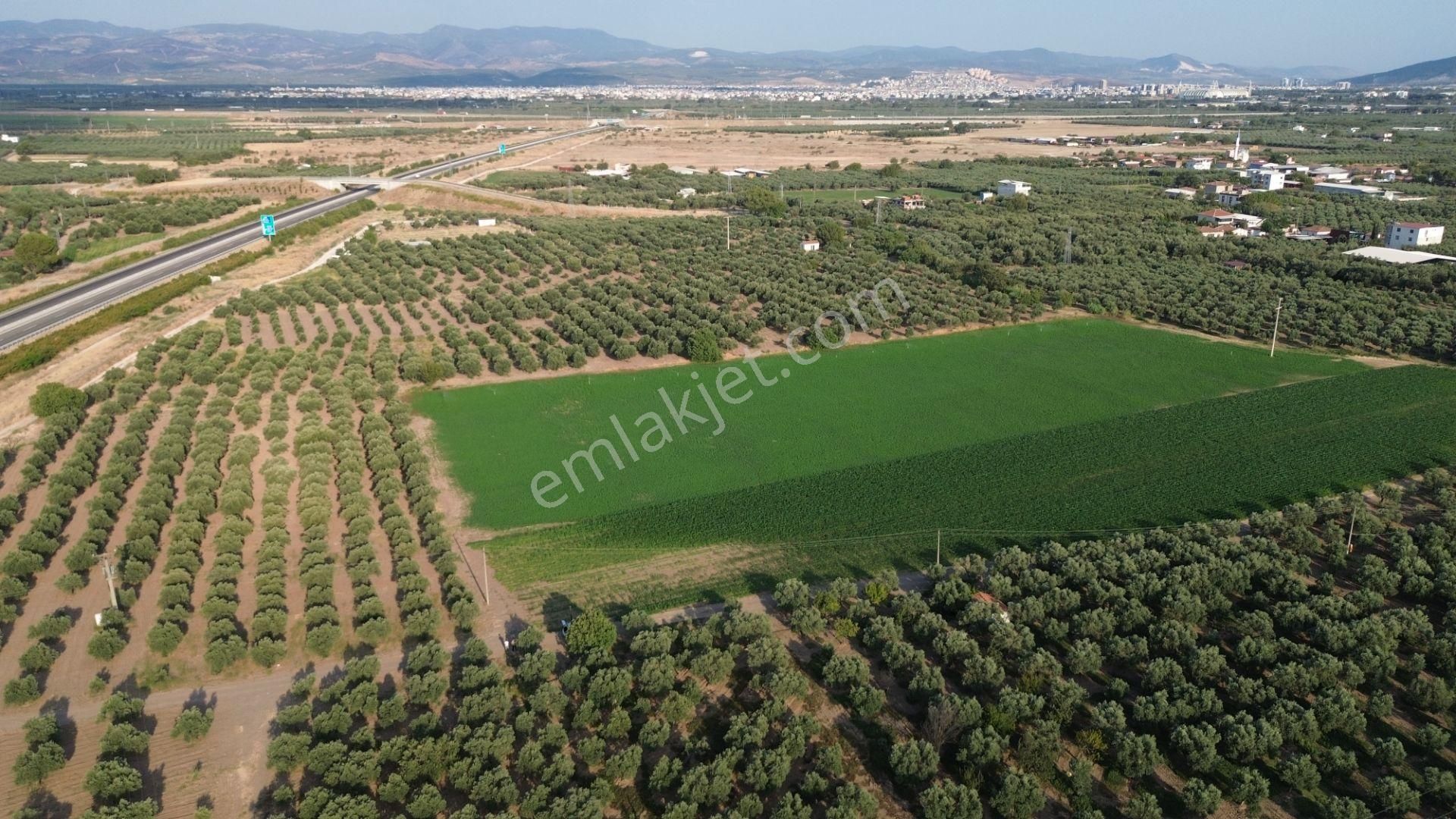 Akhisar Dayıoğlunda Satılık 6210 M2 Satılık Zeytinlik - Görsel 8