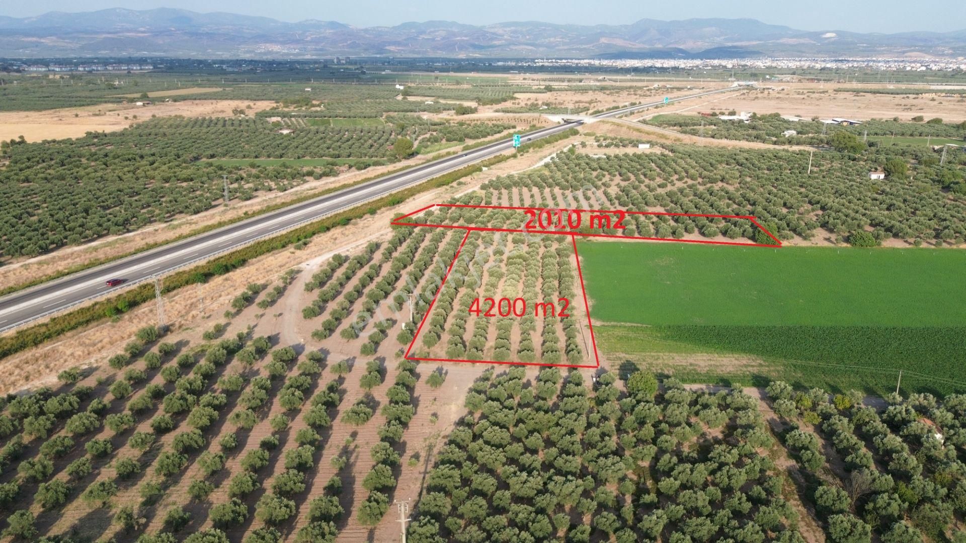Akhisar Dayıoğlunda Satılık 6210 M2 Satılık Zeytinlik - Görsel 2