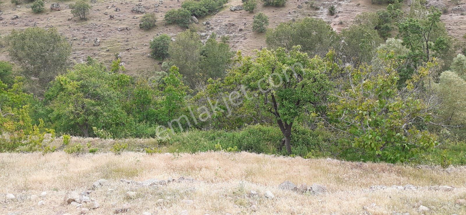 Meram Çukurçimen Satılık Bağ & Bahçe Hyd’den Meramda Yol Cephe Bahçe