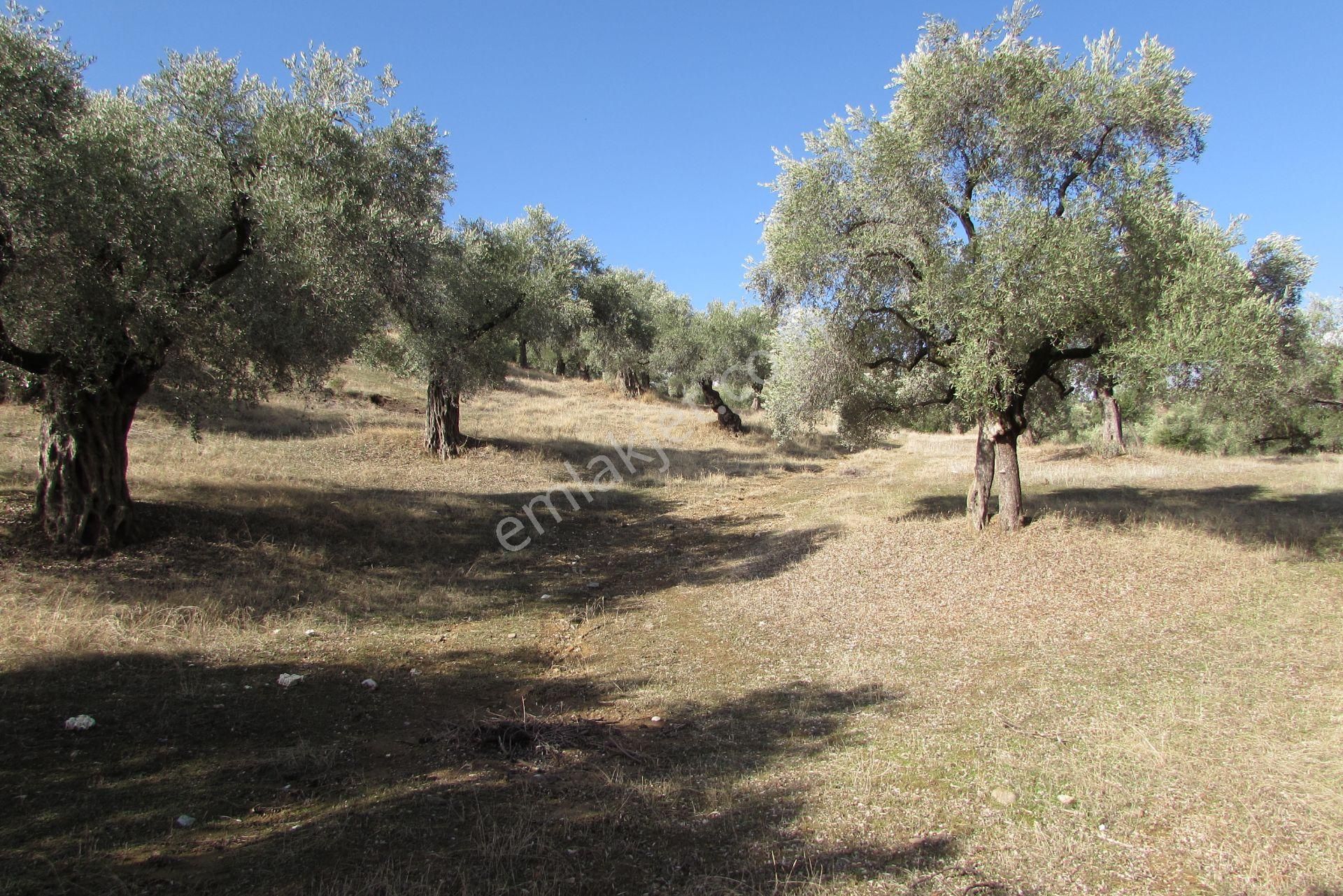 Nazilli Ocaklı Mahallesi Zeytin Bahçesi Satılık - Görsel 9