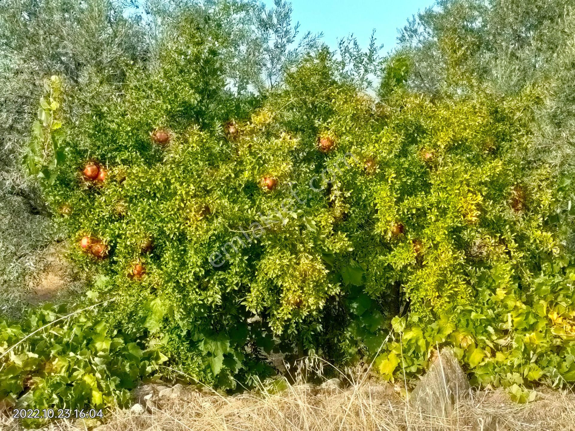 Karacasu Yenice Mah De Satılık Asfalta Sıfır Zeytinlik Ve Boş Tarla
