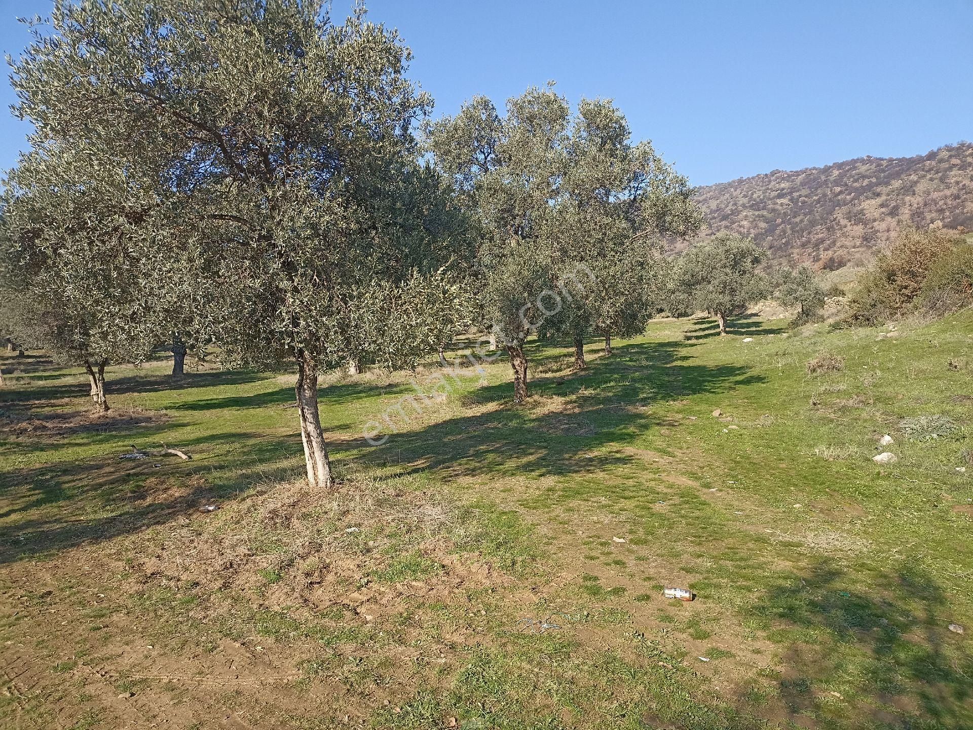 Bayındır Buruncuk'ta 6625 M2 Satılık Zeytinlik - Görsel 7
