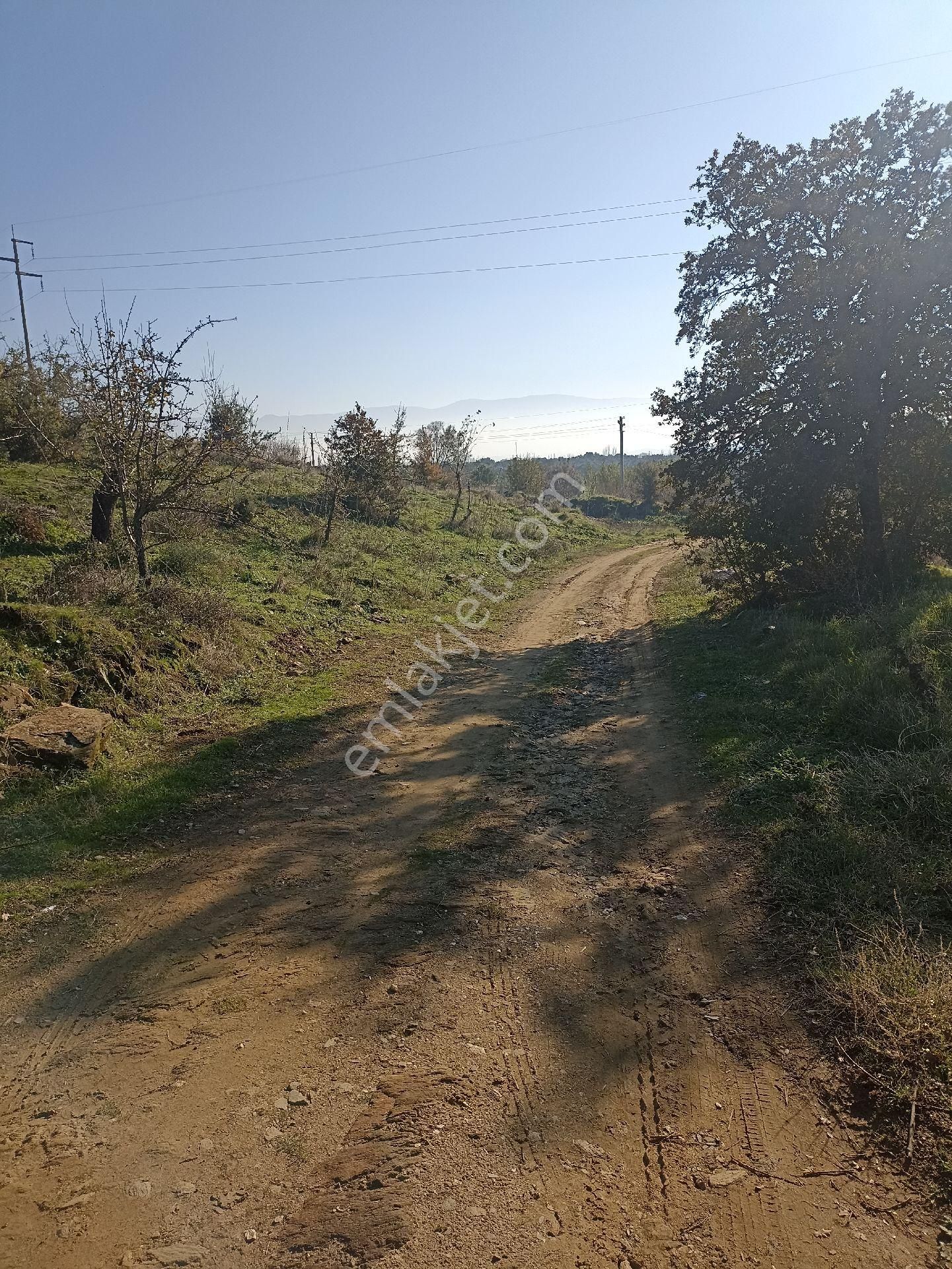 Bayındır Buruncuk'ta 6625 M2 Satılık Zeytinlik - Görsel 10
