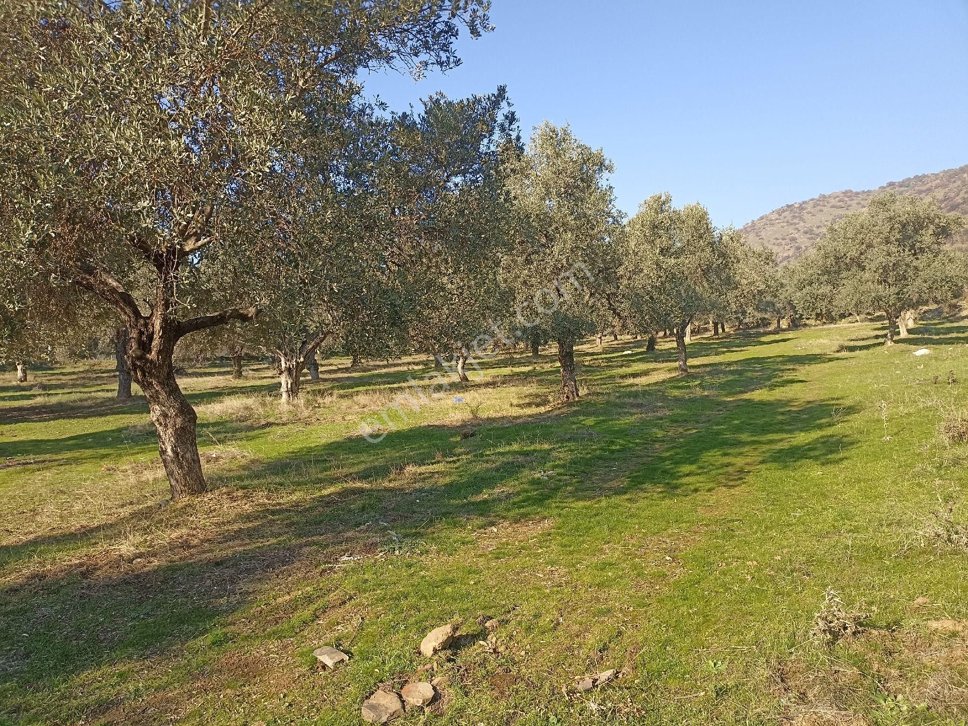 Bayındır Buruncuk'ta 6625 M2 Satılık Zeytinlik - Görsel 4