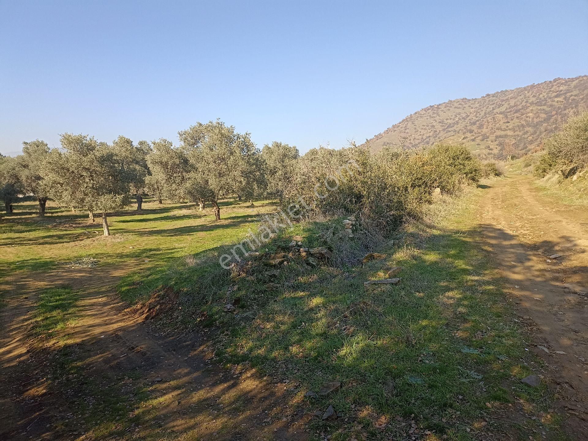 Bayındır Buruncuk'ta 6625 M2 Satılık Zeytinlik - Görsel 9