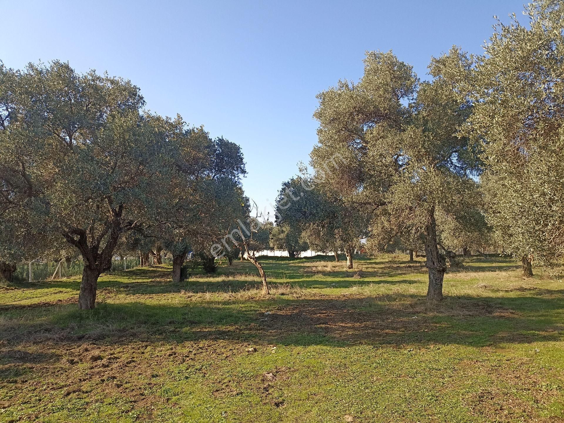 Bayındır Buruncuk'ta 6625 M2 Satılık Zeytinlik - Görsel 2