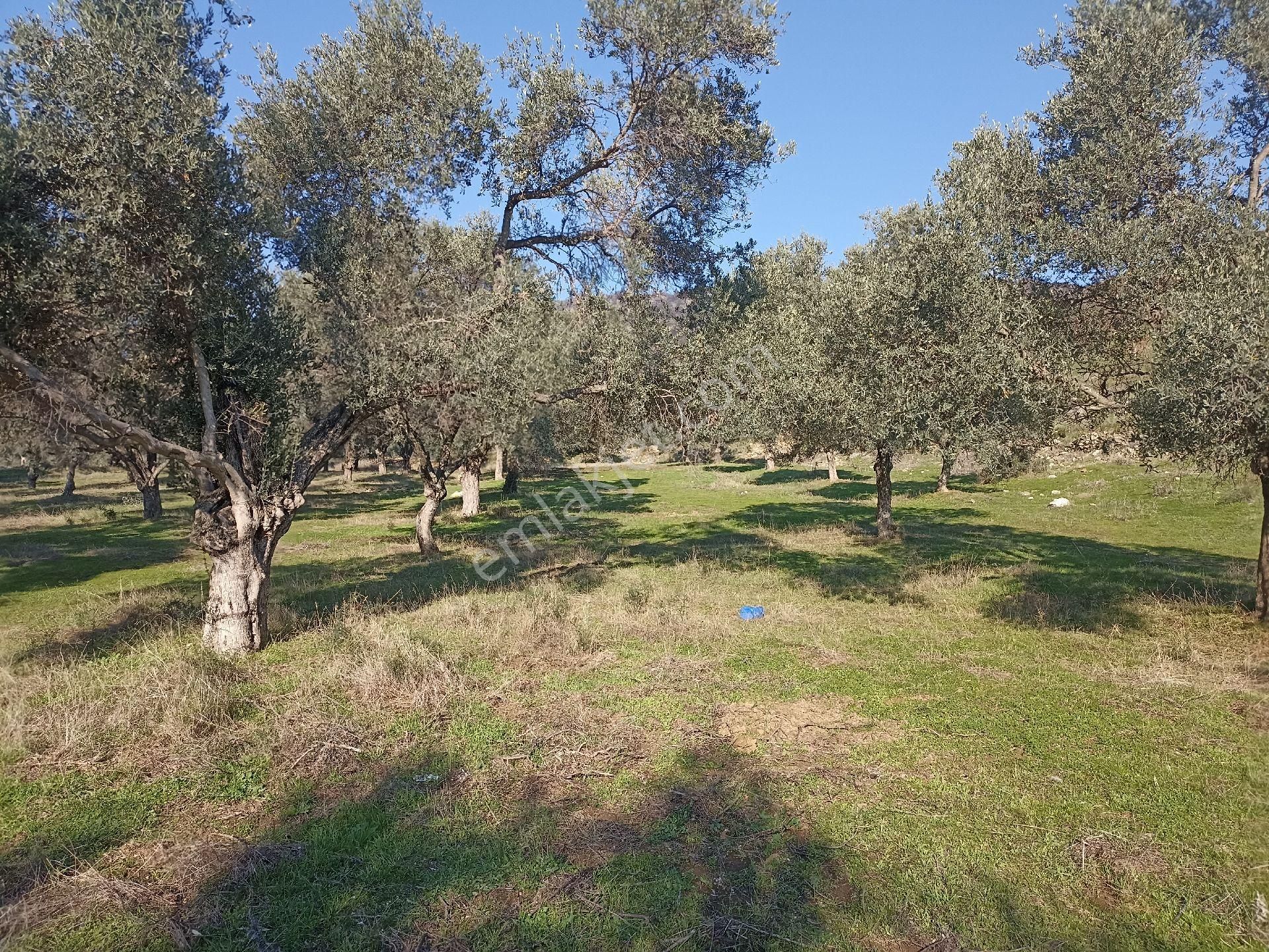 Bayındır Buruncuk'ta 6625 M2 Satılık Zeytinlik - Görsel 6