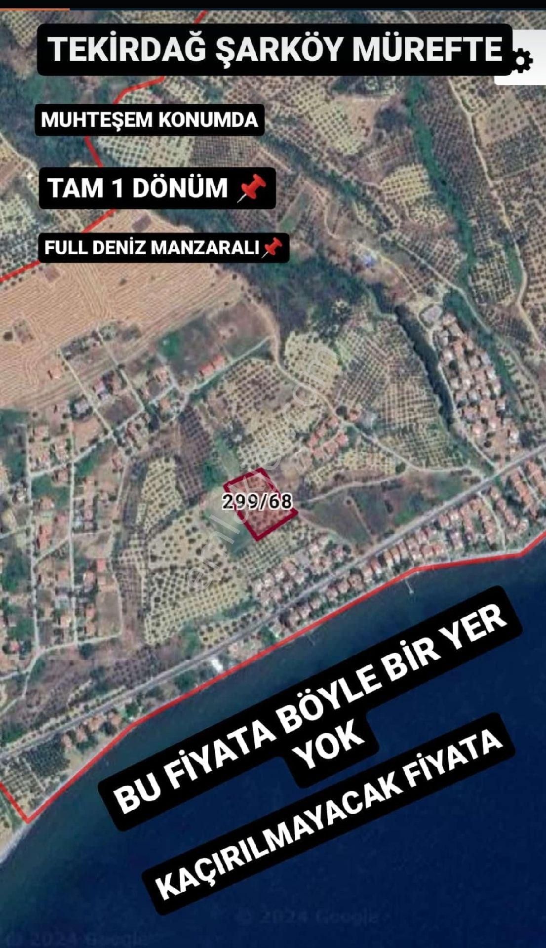 Şarköy Mürefte Satılık Zeytinlik Tekirdağ Şarköy Mürefte 1000 Metre Hisse İmara Bir Adım