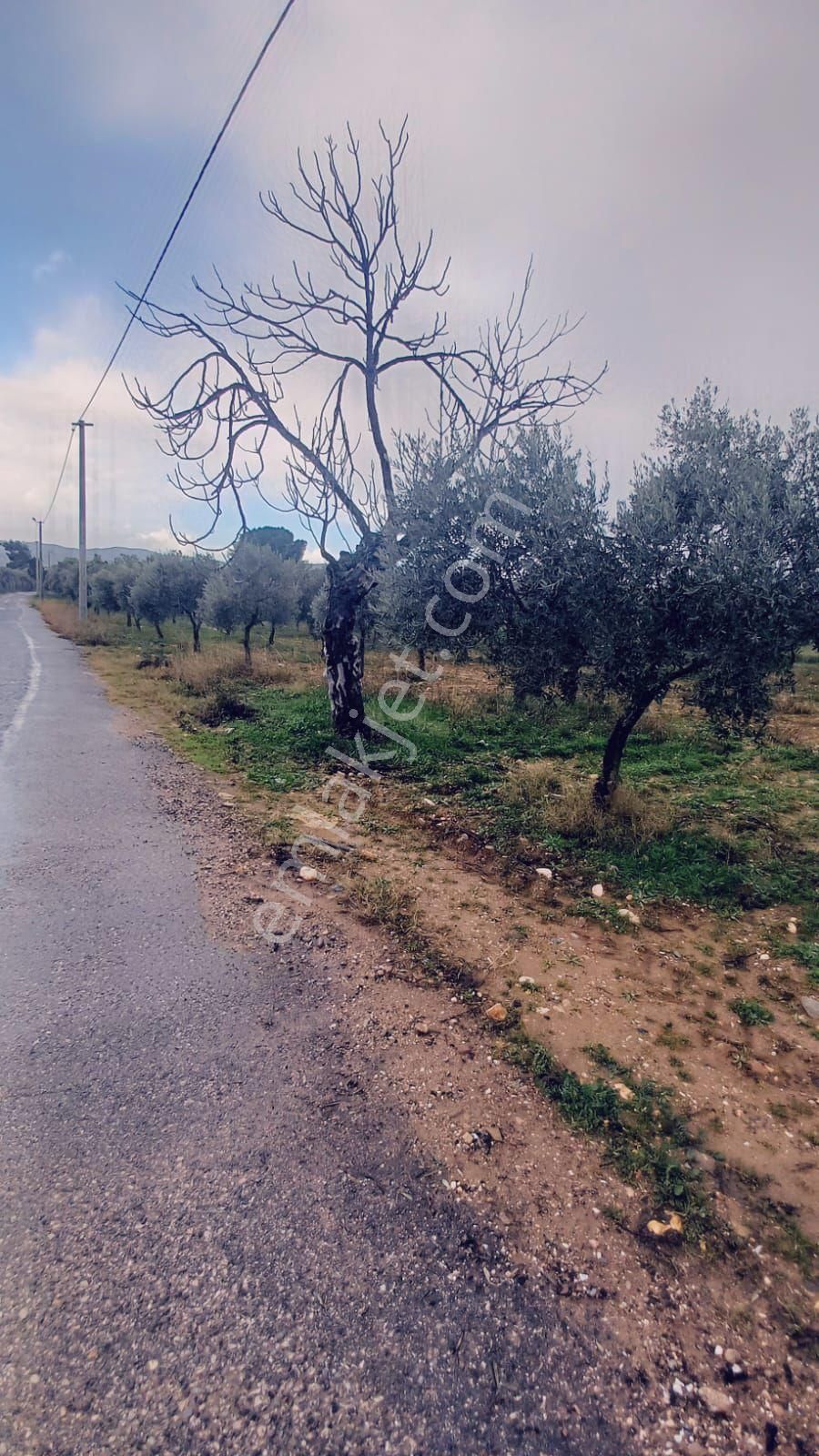 Torbalı Gazi Mustafa Kemal Satılık Zeytinlik İki Tarafı Asfalt Cepeli Köşe Zeytinlik